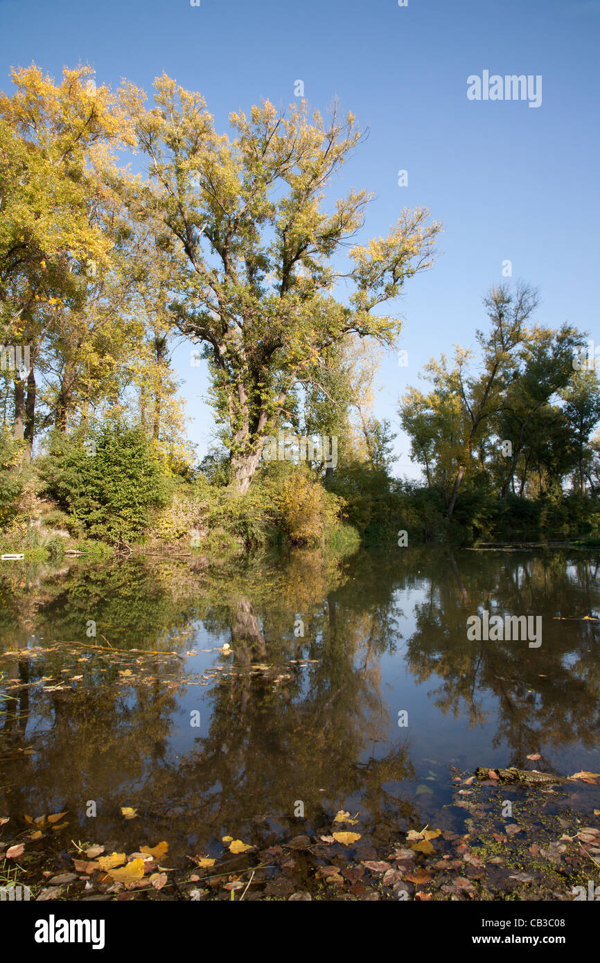 Arm der kleinen Donau im Herbst - West Slowakei getrocknet Stockfoto