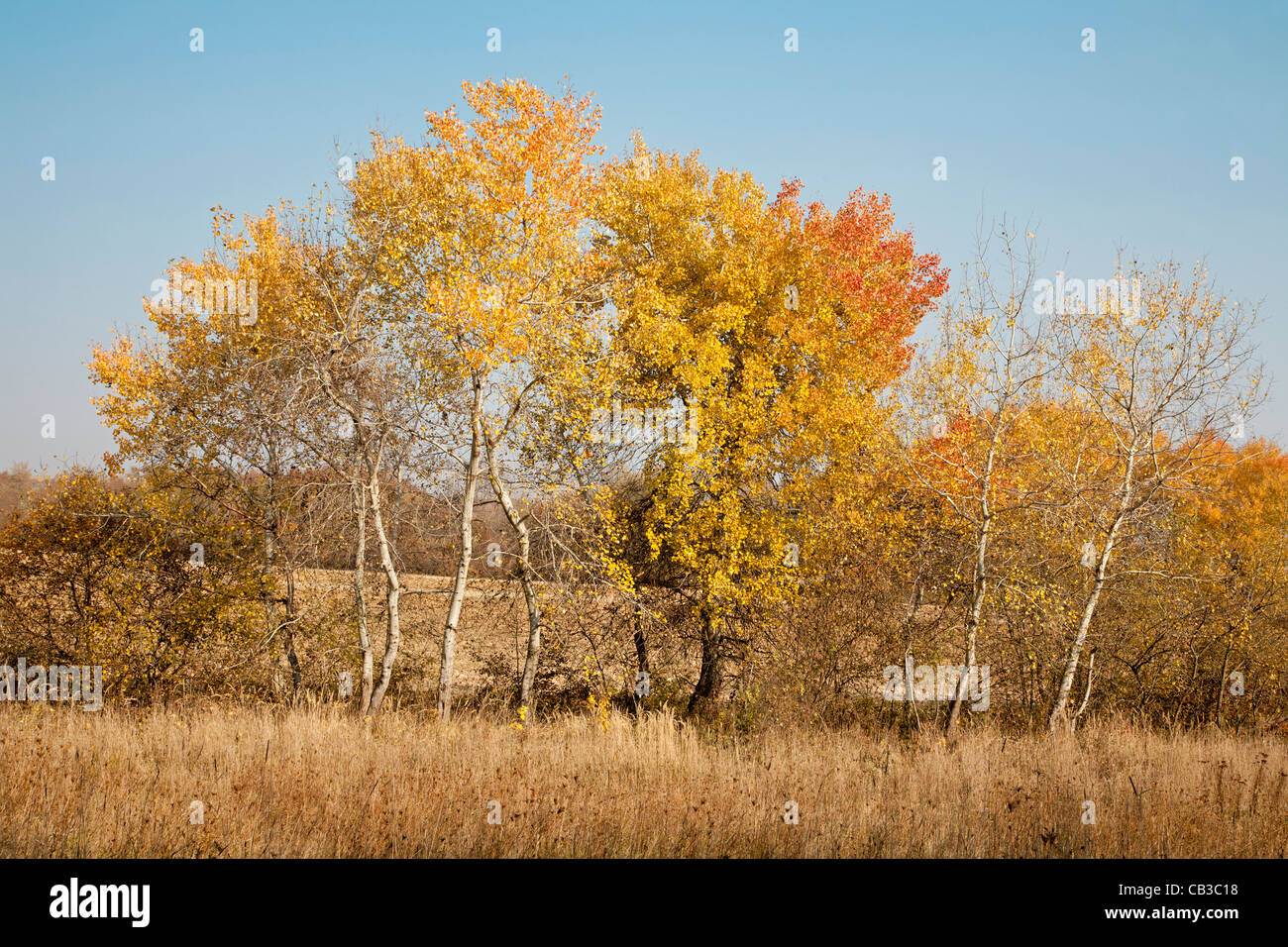 Bäume im Herbst Stockfoto