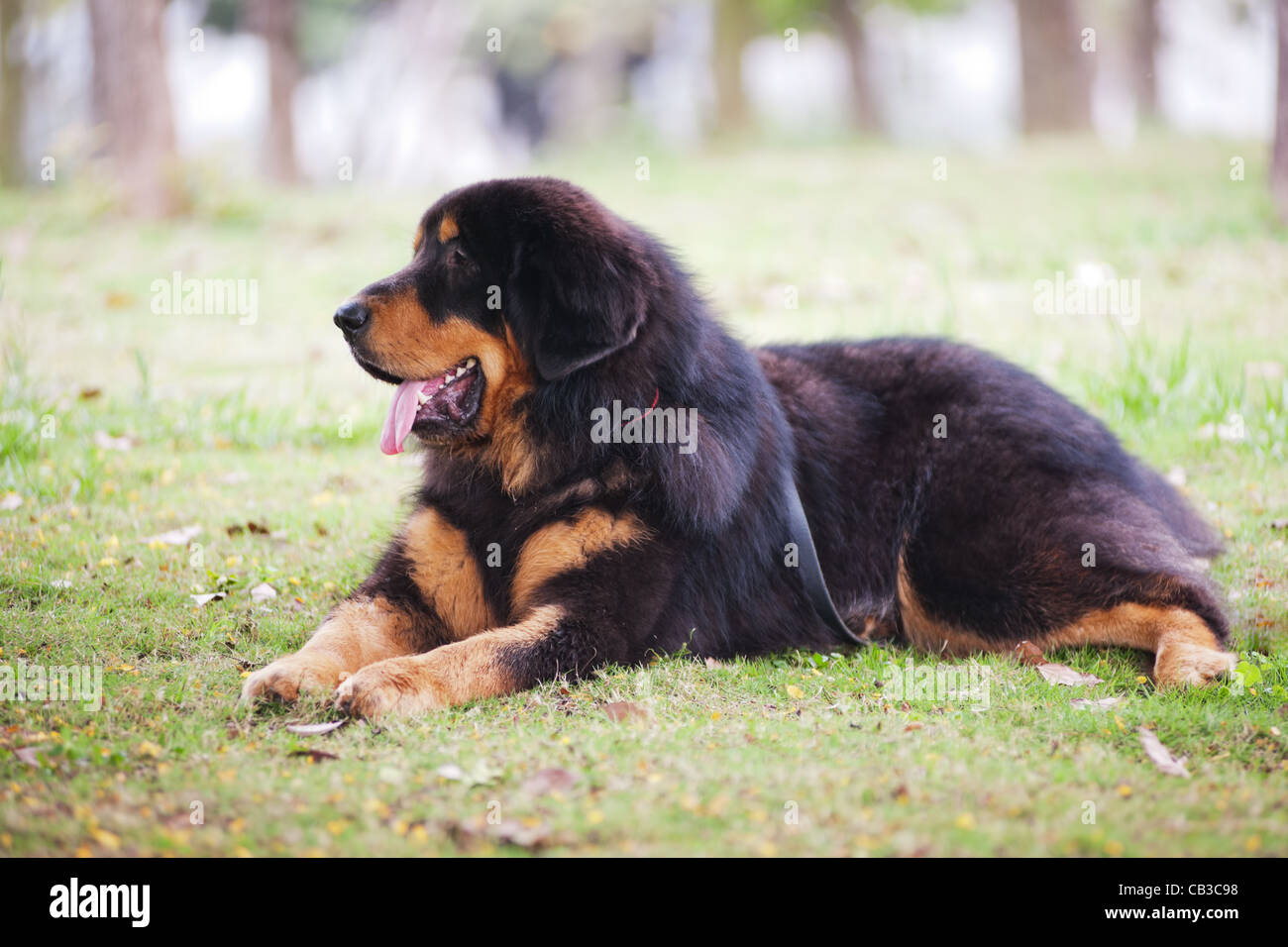 Tibet-Dogge Hund liegen auf dem Rasen ist eine hochintelligente, unabhängige, willensstark und eher zurückhaltend Hund Stockfoto