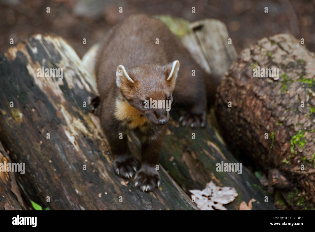 Europäischen Baummarder (Martes Martes) auf Holzstapel im Wald Stockfoto