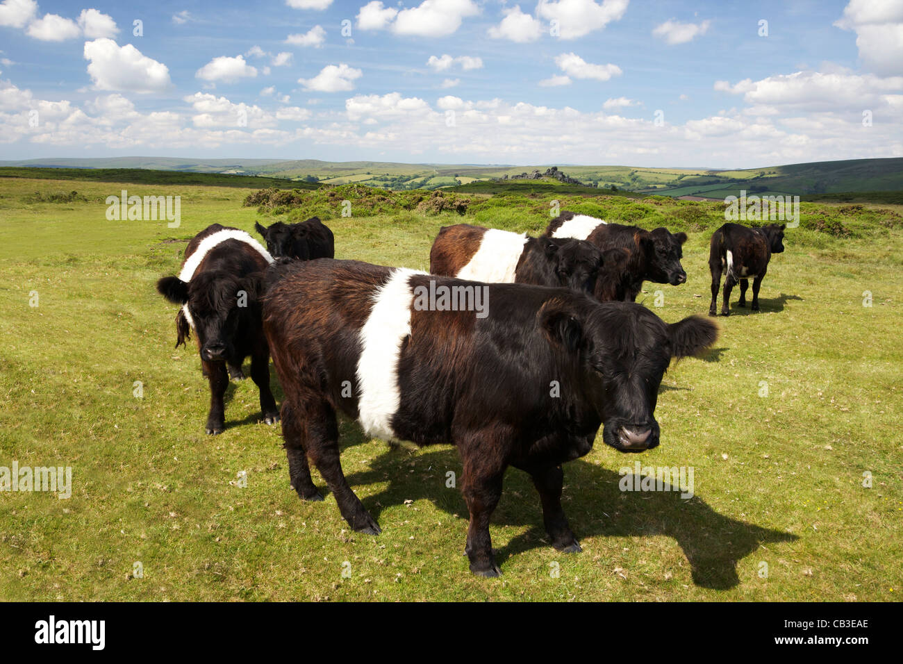 Belted Galloway Rinder in der Nähe von Hound Tor, Sommer Sonne, Devon, South West England, UK, Vereinigtes Königreich, GB, Großbritannien, Stockfoto