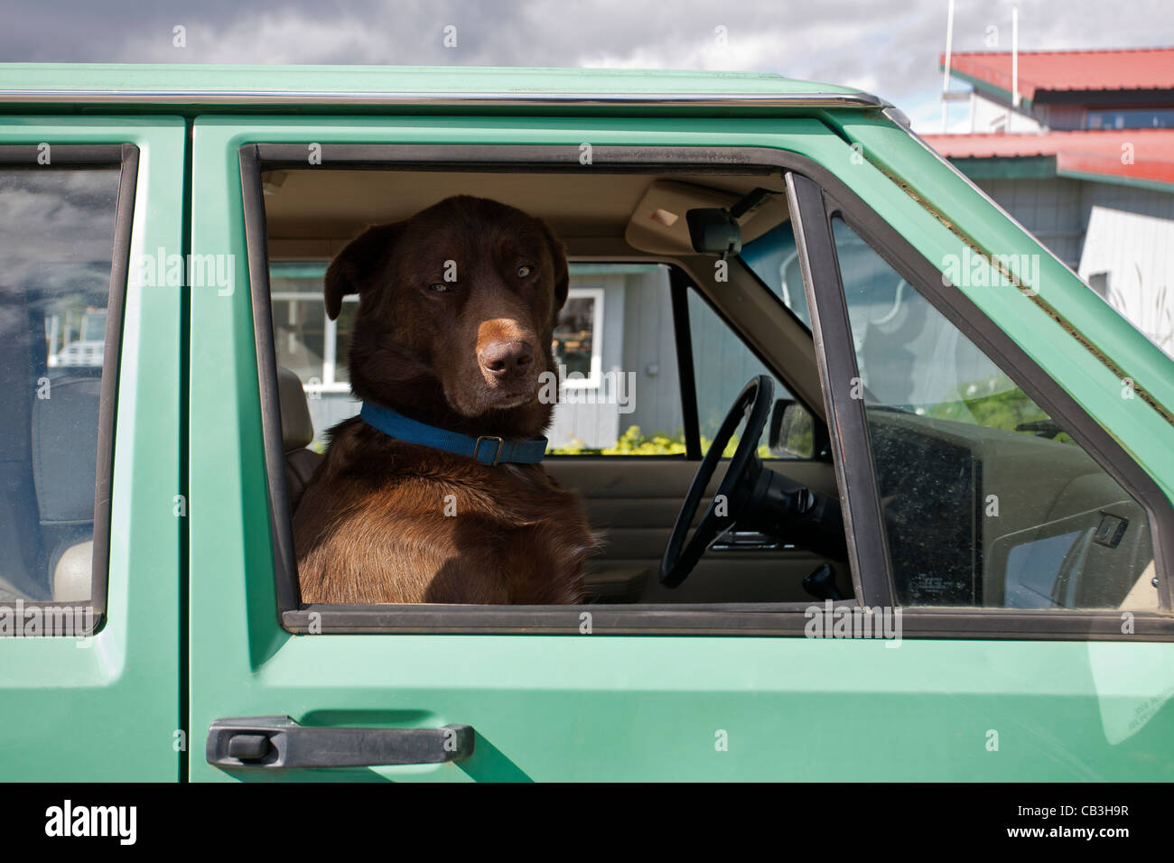 Hund in einem Auto. USA Stockfoto