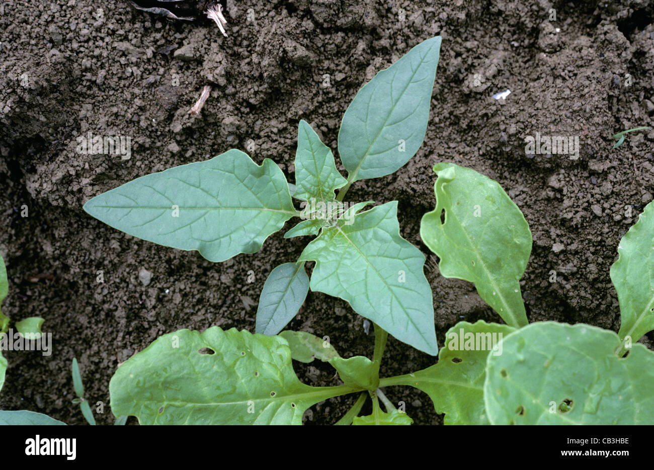 Thorn Apple (Datura Stramonium) junge Pflanze in einer jungen Zuckerrüben-Ernte Stockfoto