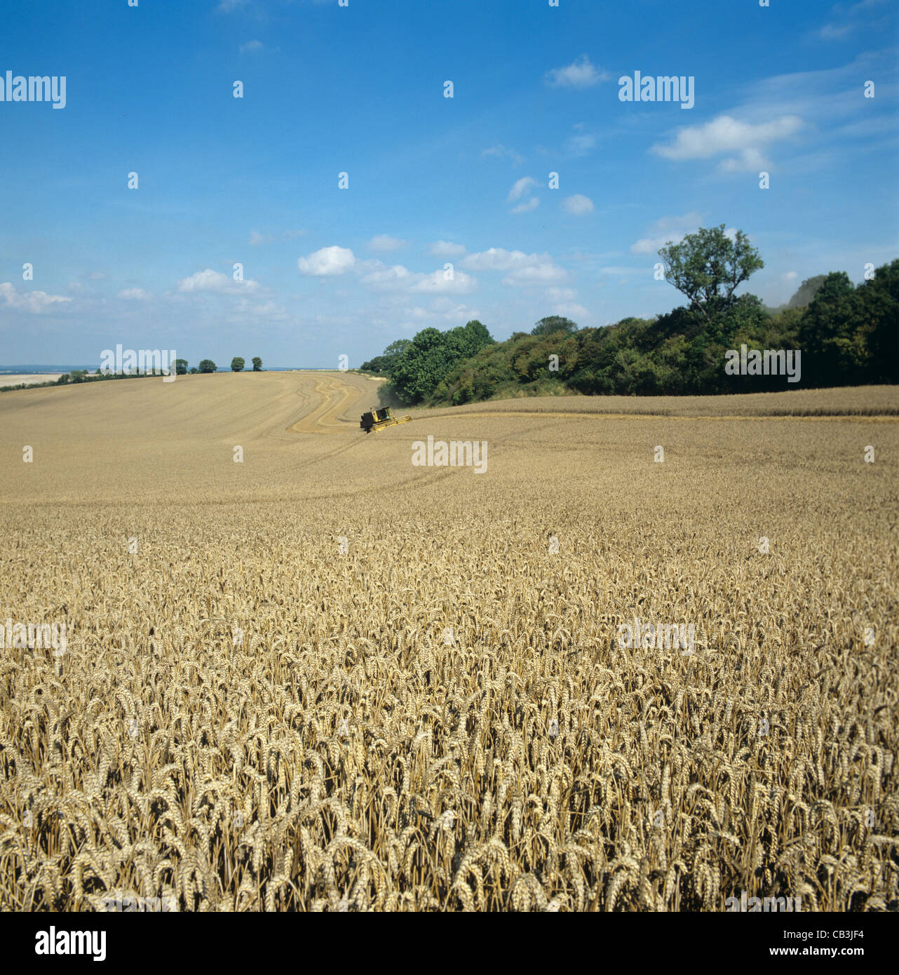 Großen Bereich der goldenen Reifen Weizen an einem hellen Sommertag mit einem Mähdrescher in der Ferne Stockfoto