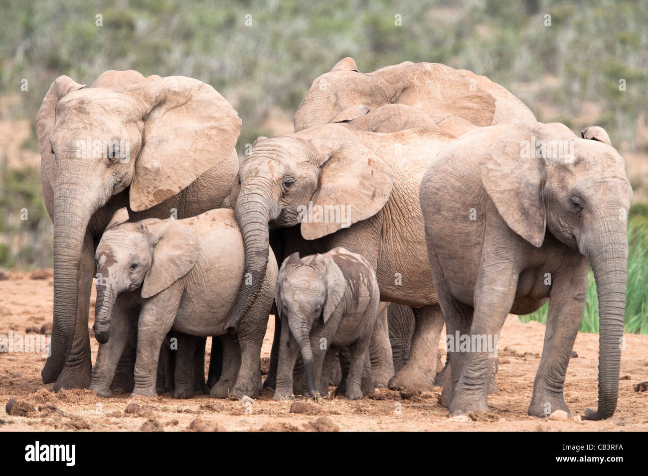 Zucht von Elefanten Herde, Loxodonta Africana, Addo Elephant National Park, Eastern Cape, Südafrika Stockfoto