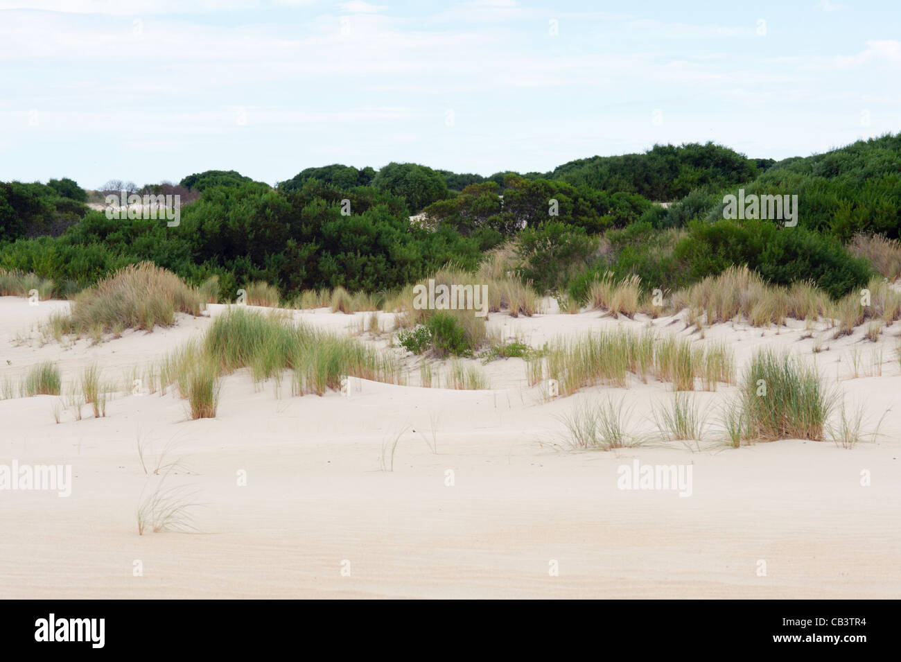 Henty Dünen, Westküste, Tasmanien, Australien Stockfoto