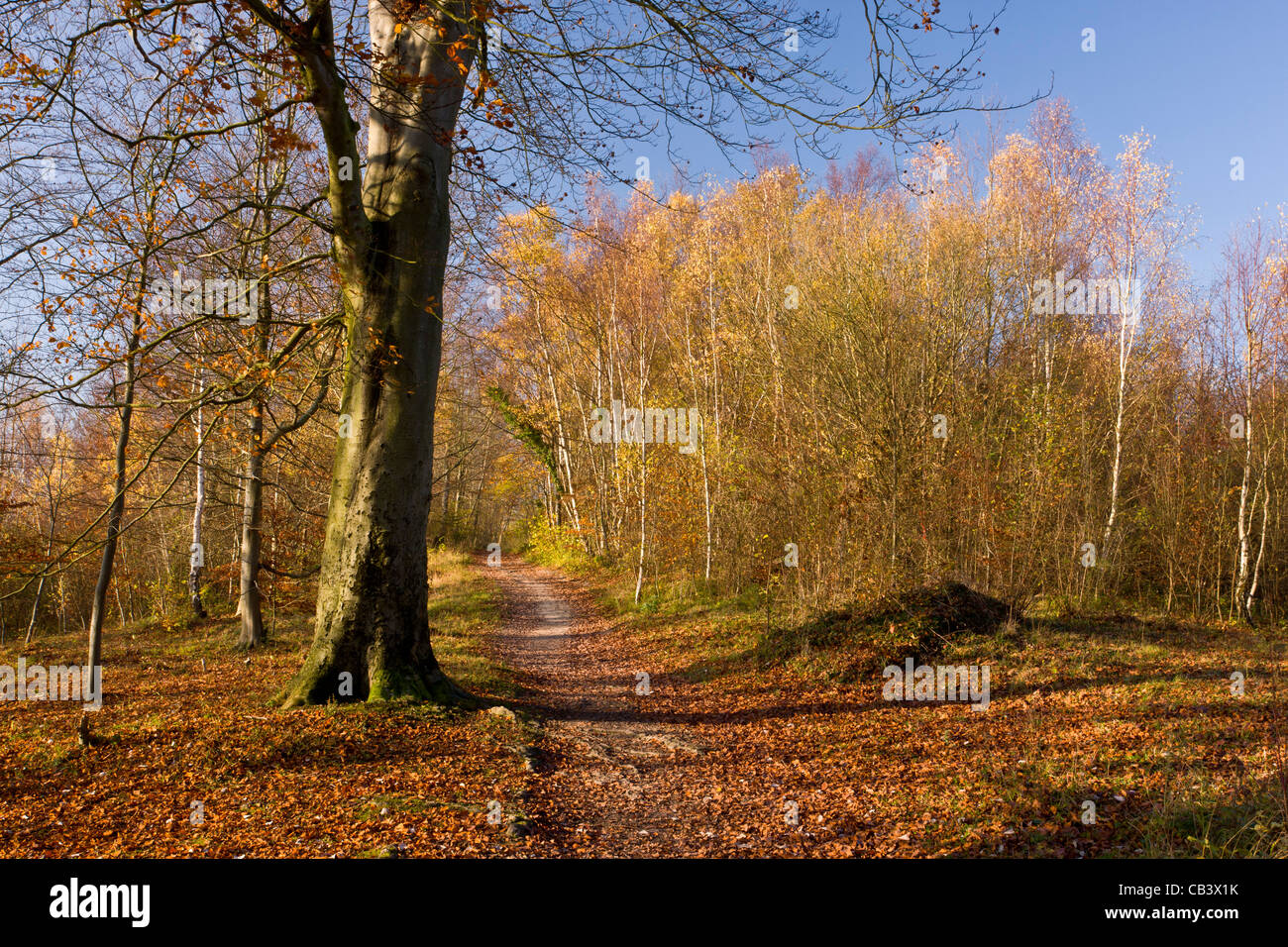 Wanderweg am Mill Hill, North Downs im Herbst; Pflanzenwelt Reserve an Ranscombe Bauernhof, Kent. Stockfoto