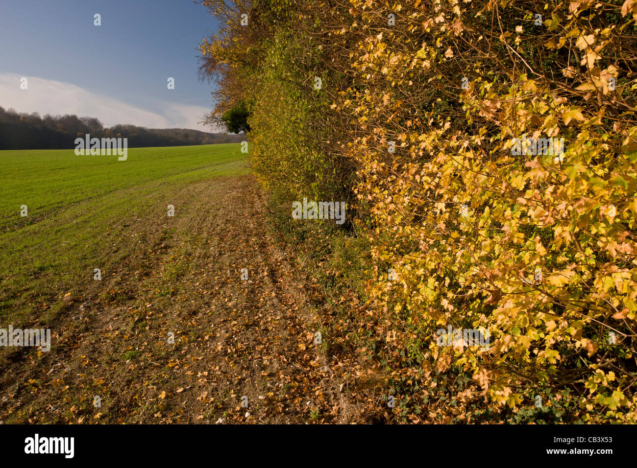 Feldahorn, Acer Campestre, auf Wald/Acker-Grenze auf Pflanzenwelt Reserve auf der Ranscombe Farm, Kent. Stockfoto
