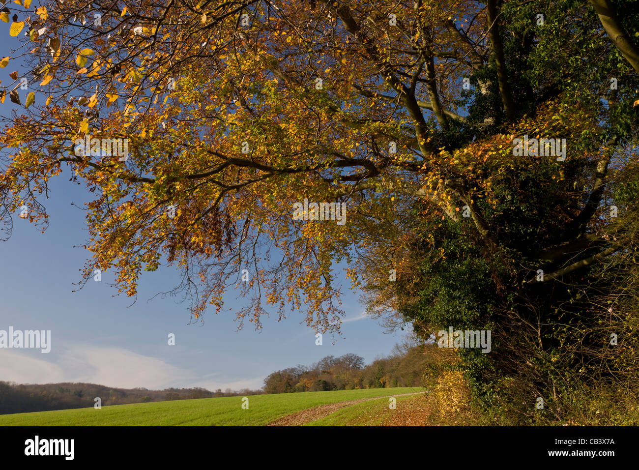 Wald/Acker Grenze auf Pflanzenwelt Reserve an Ranscombe Bauernhof, Kent. Stockfoto