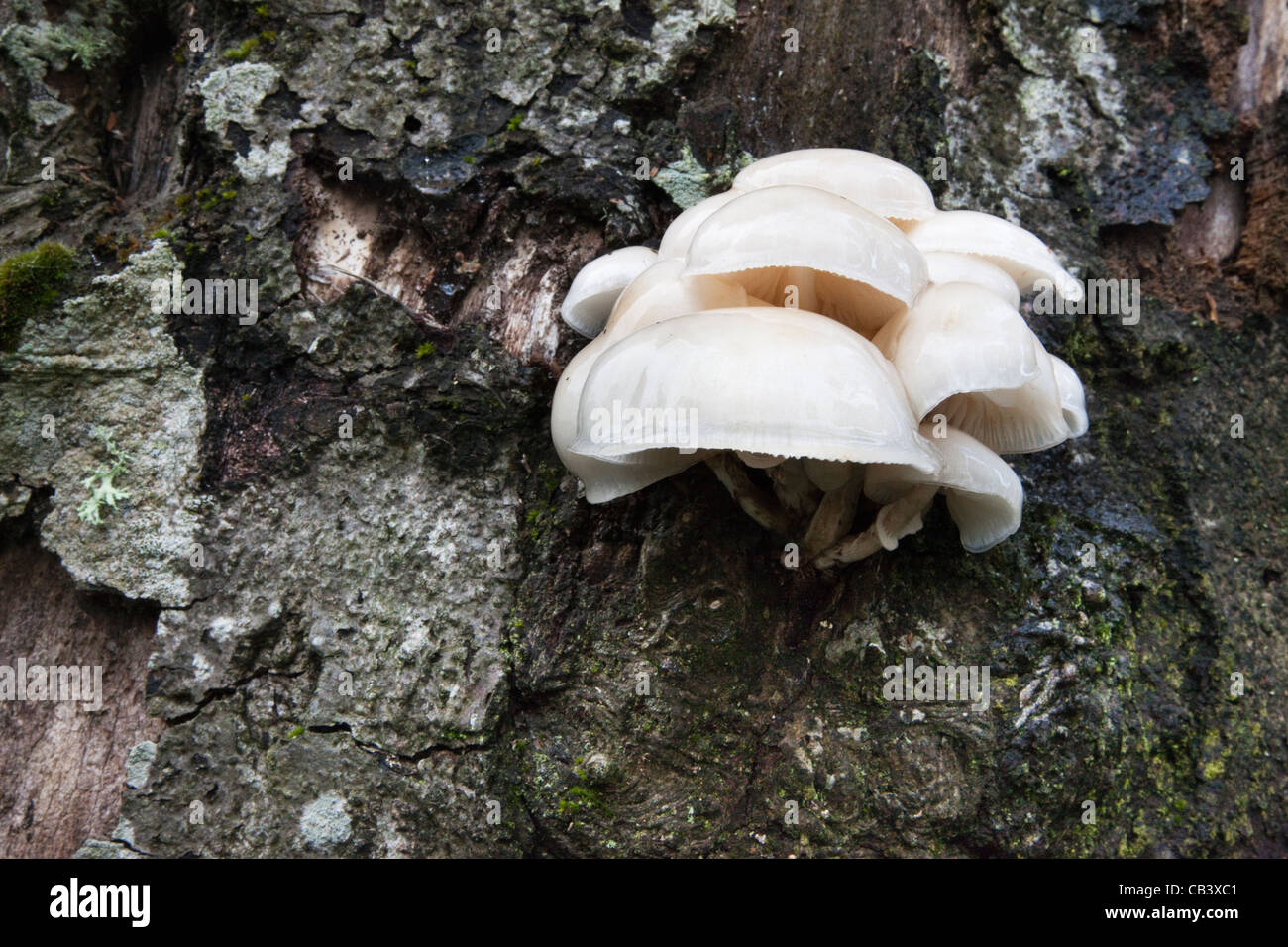 Porzellan-Pilz, Oudemansiella Mucida, Angus, Schottland, Vereinigtes Königreich Stockfoto