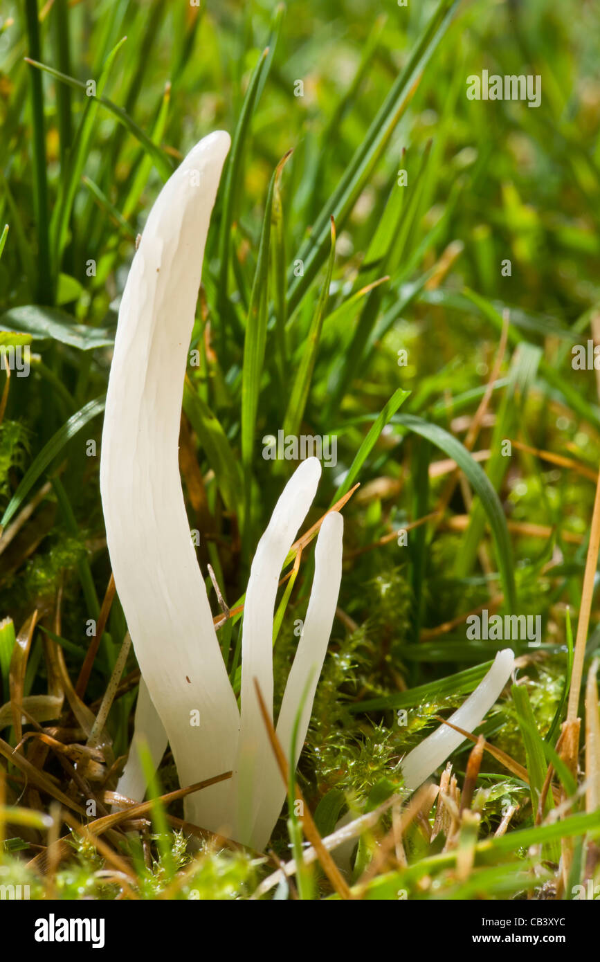 Weiß Spindeln Pilze, Clavaria Fragilis = C. Vermicularis, in sauren Wiesen, Quantocks, Somerset. Stockfoto