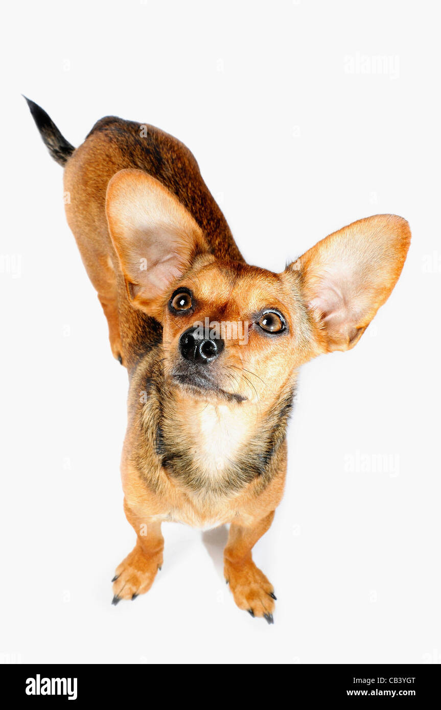 Erhöhte Ansicht von einem Hund (Mischling aus und Dackel Stockfotografie - Alamy