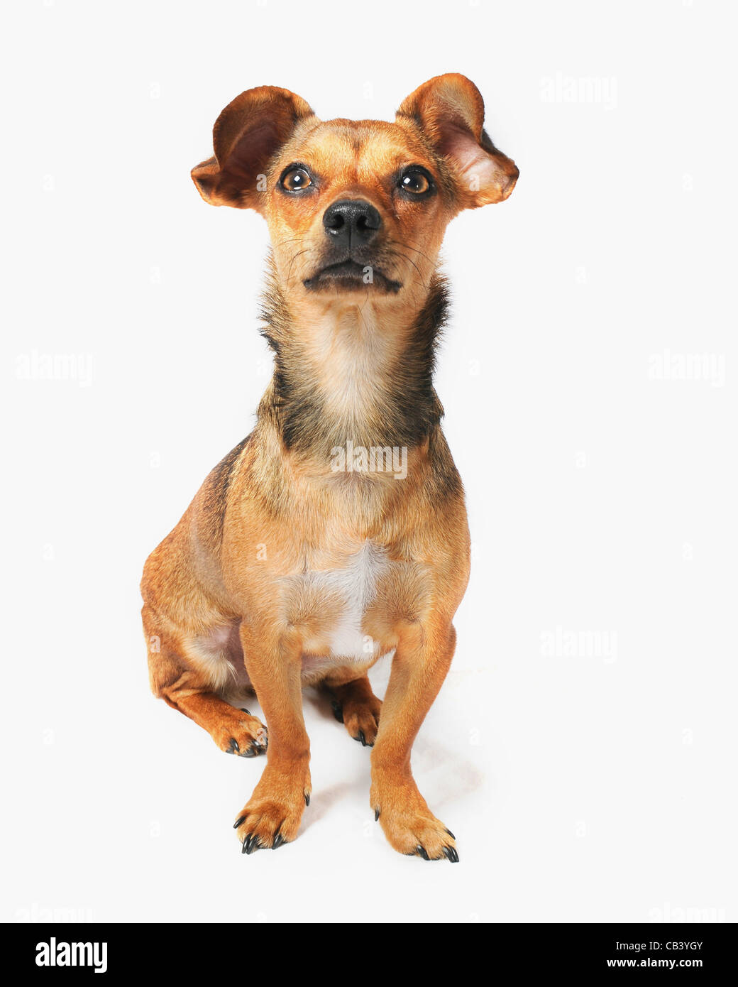 Chiweenie Hund (Mischling Chihuahua Dackel Stockfotografie