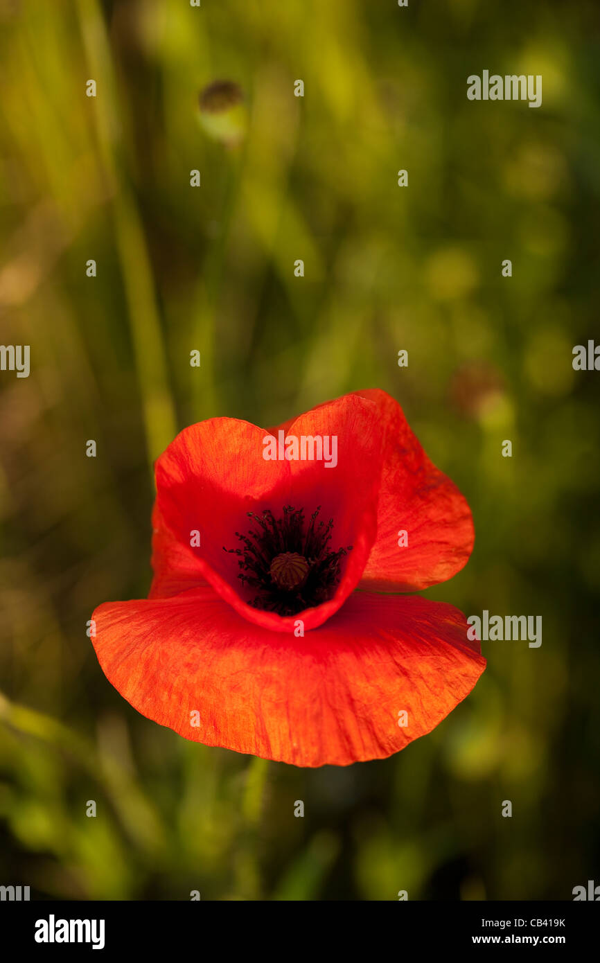 rote einzelne Mohnblume auf Feld als Hintergrund Stockfoto