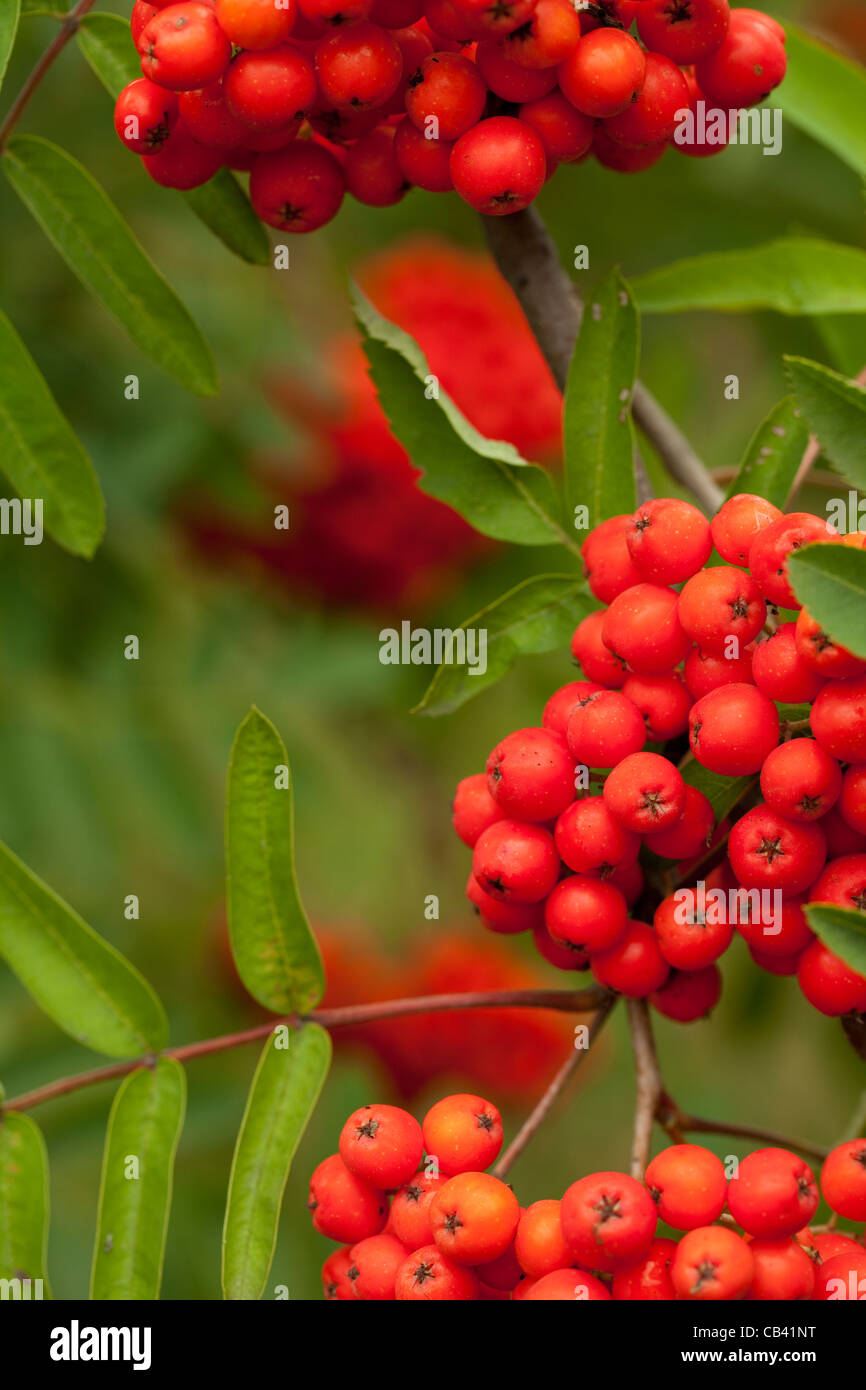 dekorative rote Früchte eines Baumes rowan Stockfoto