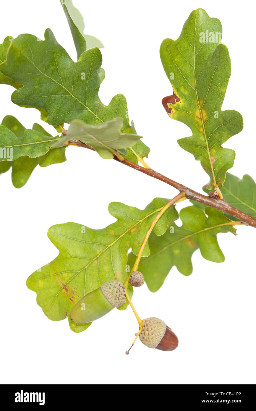 Eiche Zweig mit Reifen Eichel auf weiß Stockfoto