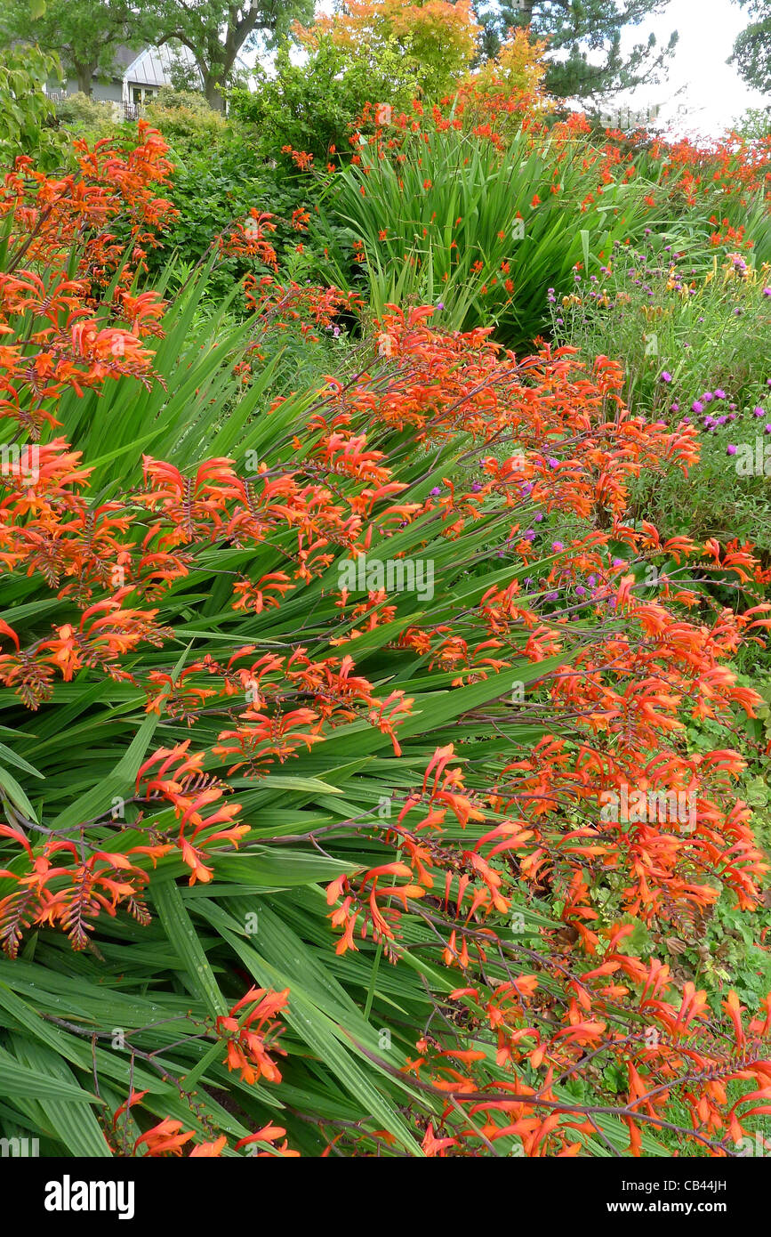 Große Klumpen von Crocosmia in RHS Harlow Carr Botanischer Garten Stockfoto