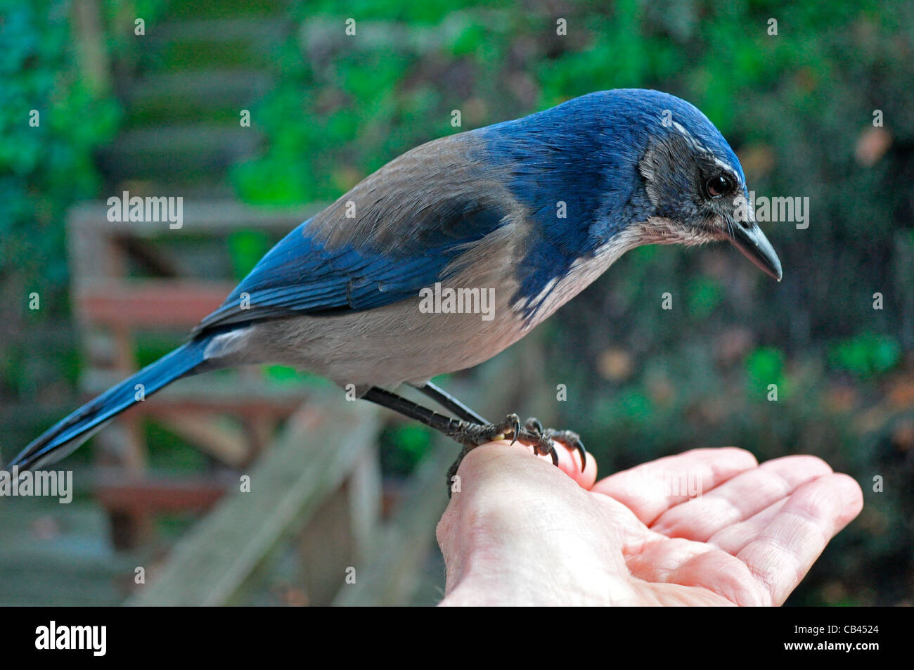 Vogel im photographer'shand, Erdnüsse, ein Peeling Eichelhäher, Aphelocoma Coerulescens auf Hinterhof Sonnendeck Fütterung. San Francisco, Califor Stockfoto