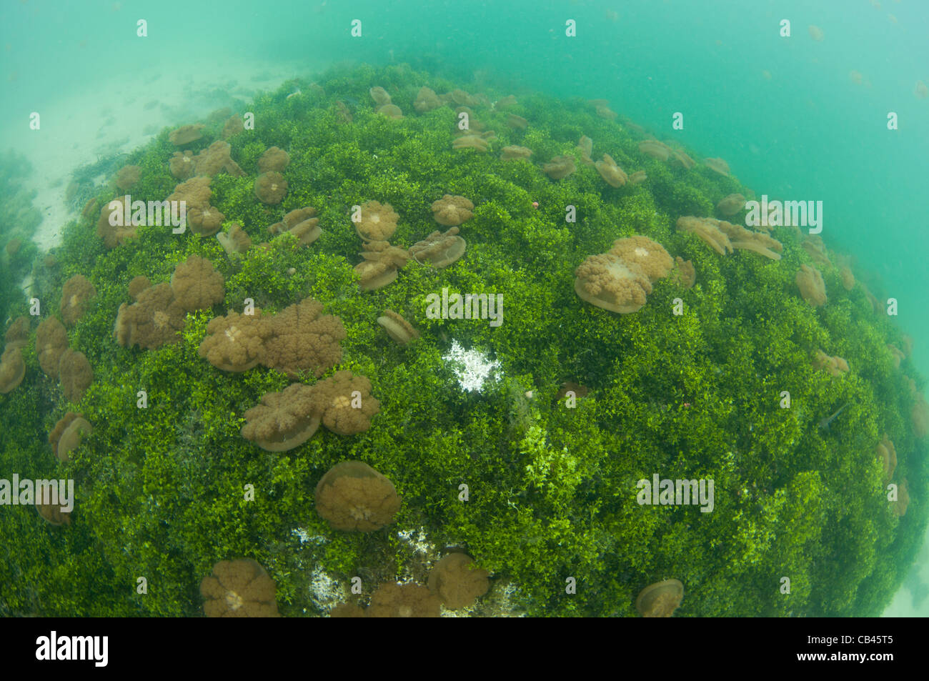 Stachellose Quallen in der Wassersäule und auf der Unterseite, Mastigias SP., Jellyfish Lake, Kakaban Insel Kalimantan Borneo Stockfoto