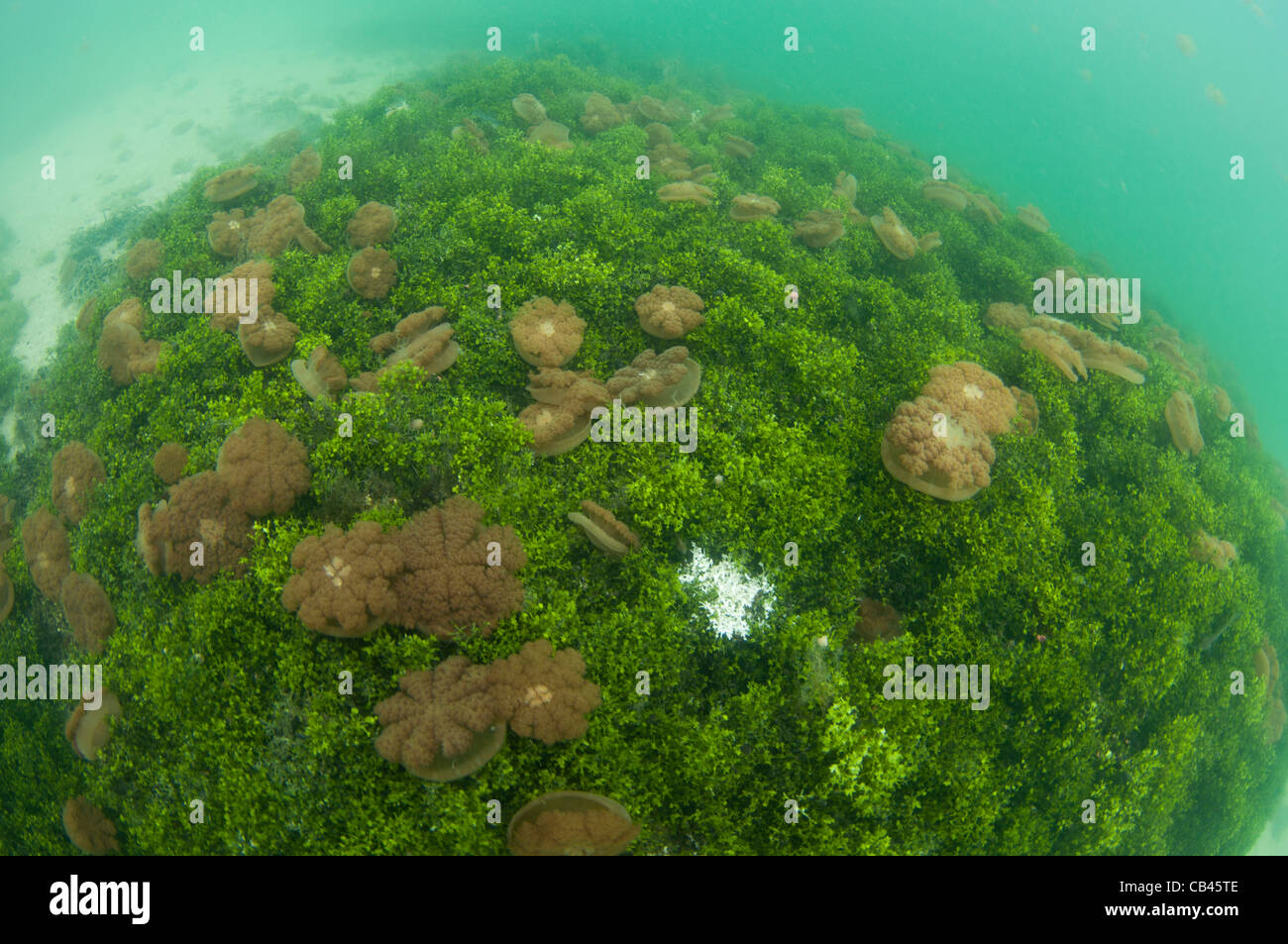 Stachellose Quallen in der Wassersäule und auf der Unterseite, Mastigias SP., Jellyfish Lake, Kakaban Insel Kalimantan Borneo Stockfoto