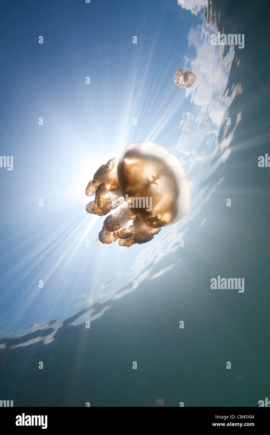 Sonnenstrahlen beleuchten eine Qualle, Mastigias SP., Jellyfish Lake, Pazifik Insel Kakaban, Kalimantan, Borneo, Indonesien Stockfoto