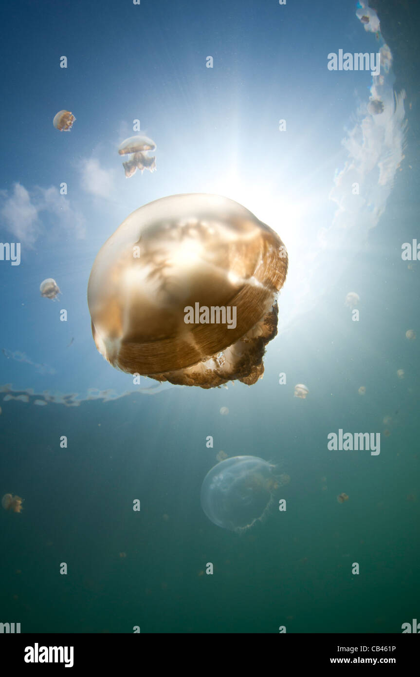 Sonnenstrahlen beleuchten eine Qualle, Mastigias SP., Jellyfish Lake, Pazifik Insel Kakaban, Kalimantan, Borneo, Indonesien Stockfoto