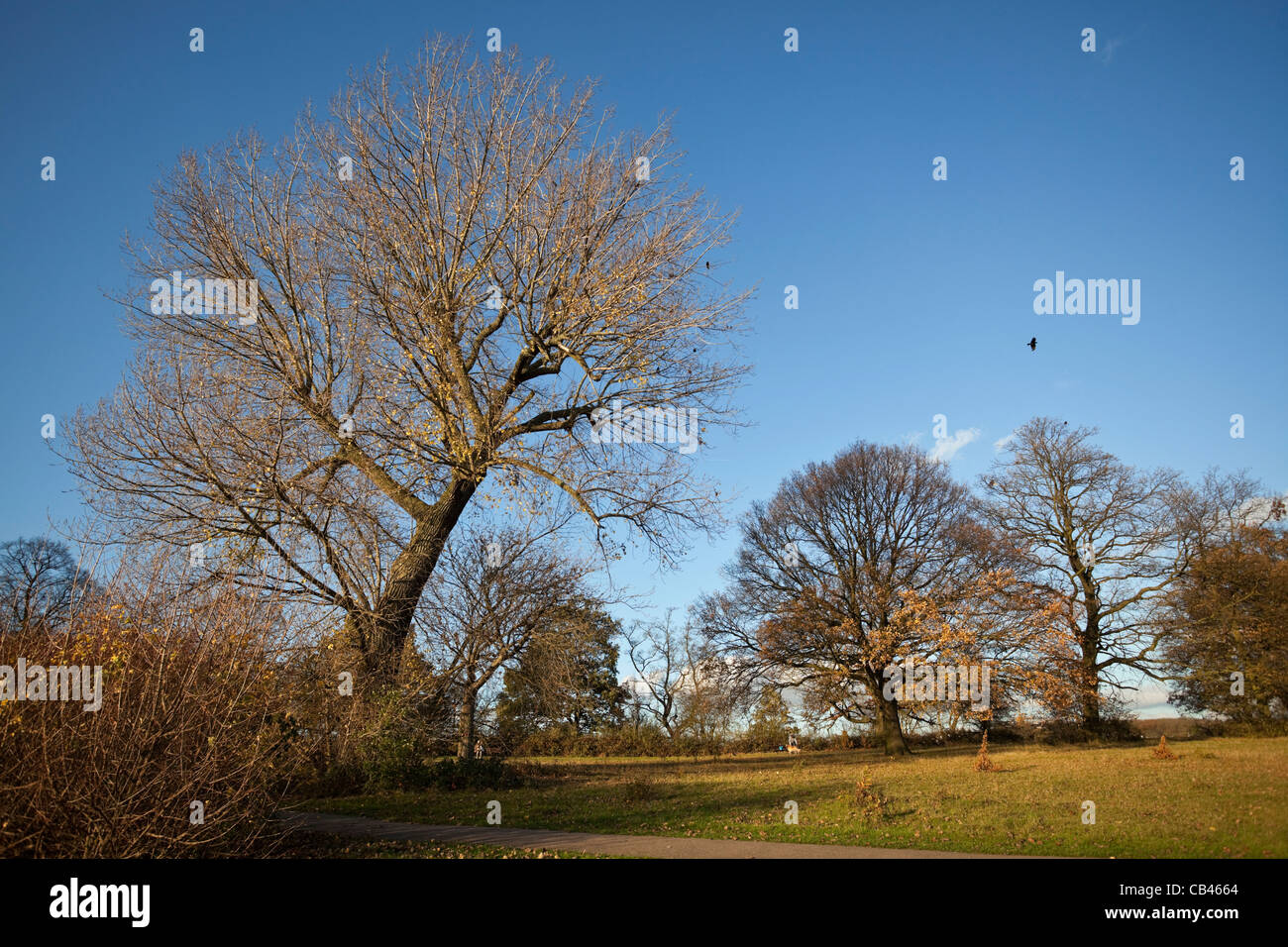 Herbst-Szene in Hampstead Heath, London, England, UK Stockfoto