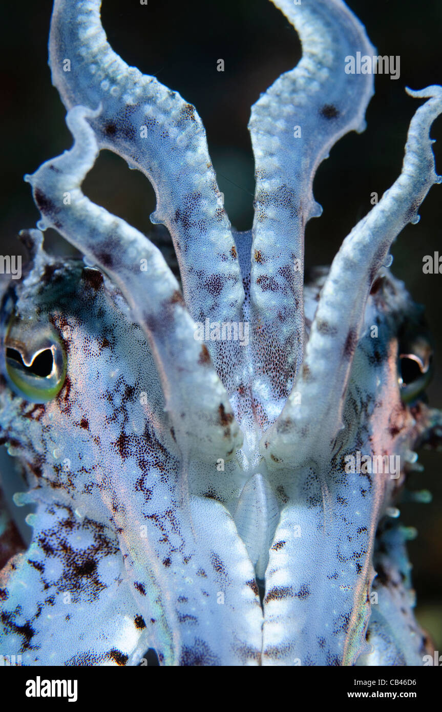 Zwerg oder Crinoid Tintenfisch Portrait, Sepia SP., Beangabang Bay, Insel Pantar, Nusa Tenggara, Indonesien, Pazifik Stockfoto