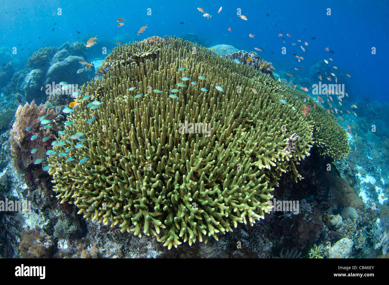 Harte Korallengarten und Fischschwärme, Porites, Acropora, Alor Island, Nusa Tenggara, Indonesien, Pazifik Stockfoto
