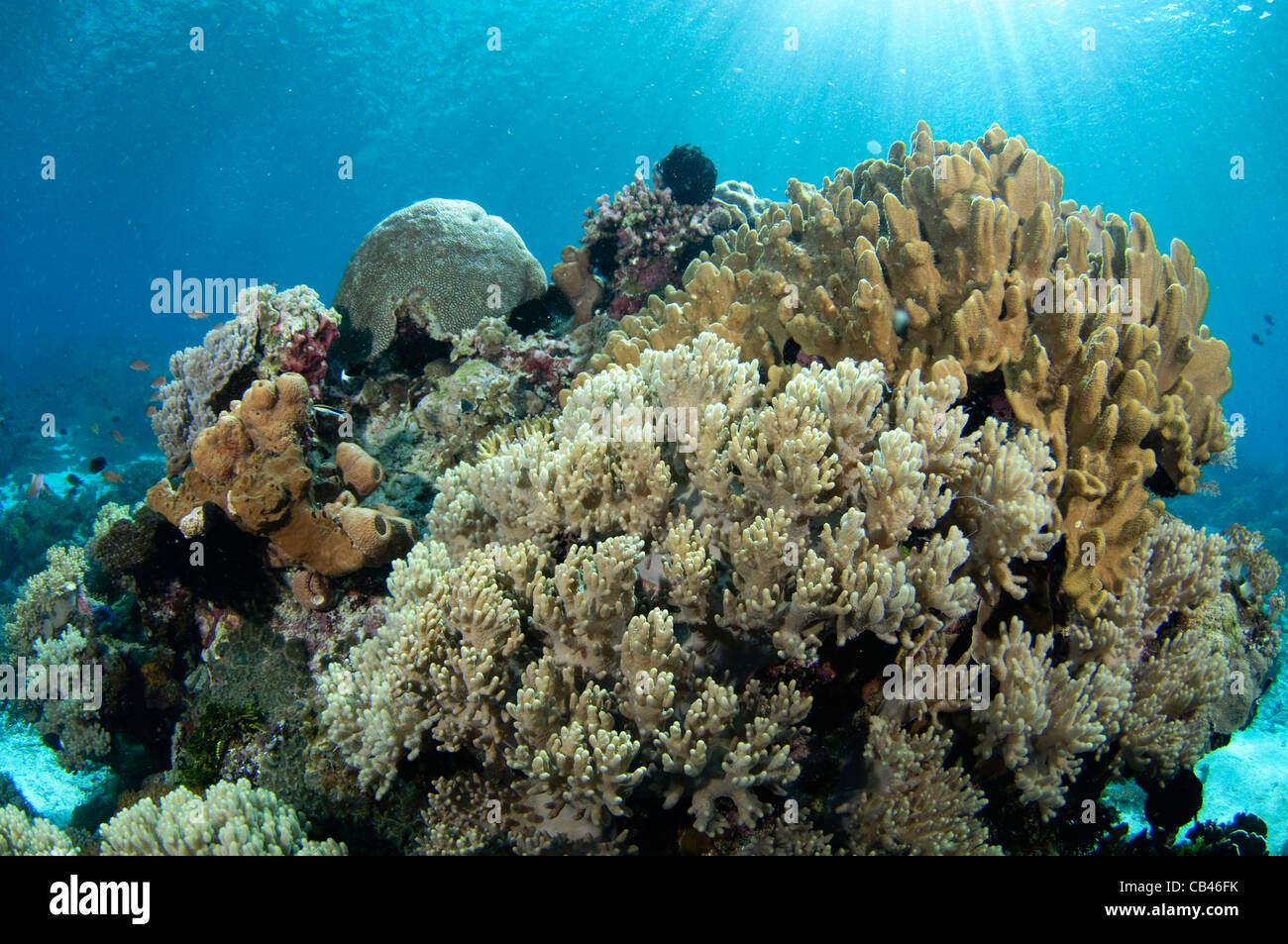 Leder Koralle, Litophyton sp, Alor Island, Nusa Tenggara, Indonesien, Pazifischer Ozean Stockfoto