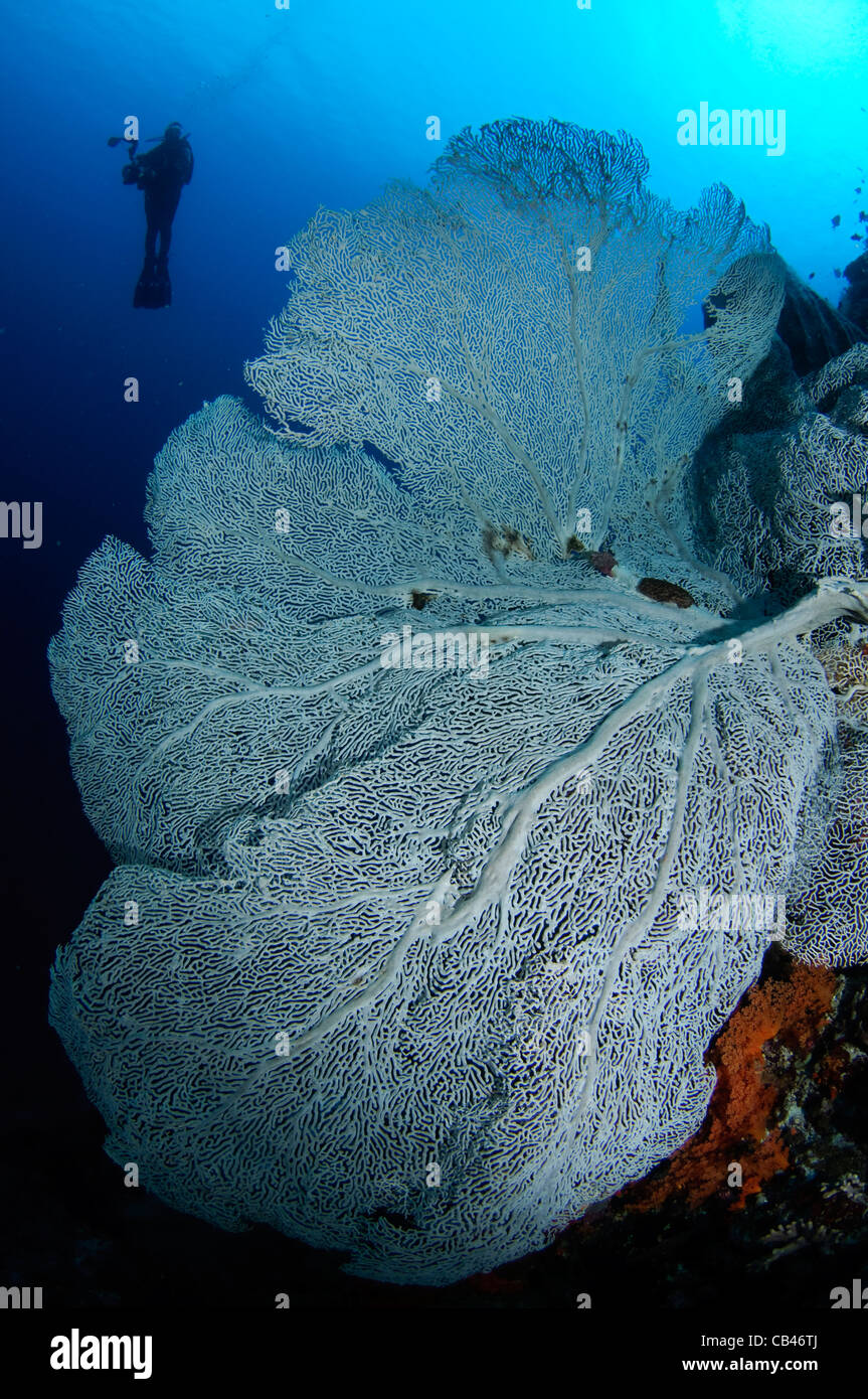 Gorgonien Seafan und Taucher Silhouette, Gorgonia SP., Banda Neira, Bandasee, Ostindonesien, Pazifik Stockfoto