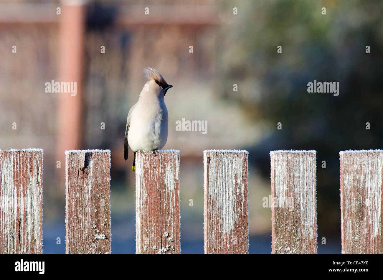 Nahaufnahme von der Seidenschwanz sitzt auf einem Zaun im Herbst Garten Stockfoto