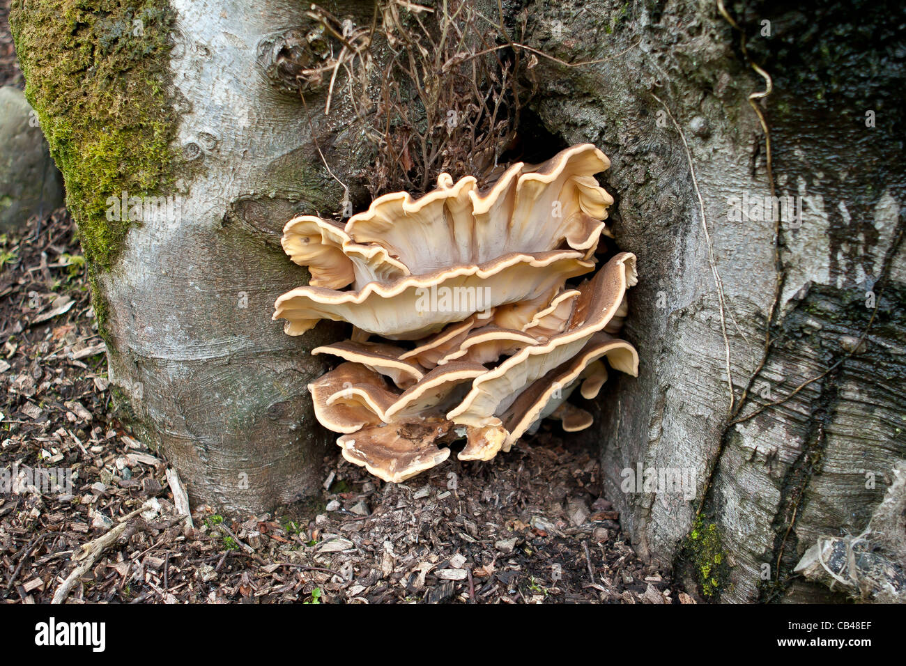 Riesige Polypore Pilz Meripilus Giganteus auf einer Buche Stockfoto