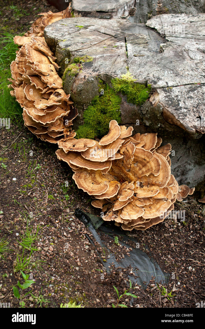 Riesige Polypore Pilz Meripilus Giganteus auf einer Buche Stockfoto