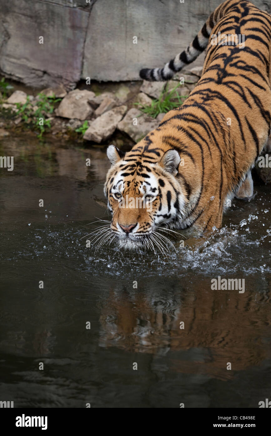 Sibirischer oder Amur-Tiger (Panthera Tigris Altaica). Eingabe von Wasser. Stockfoto