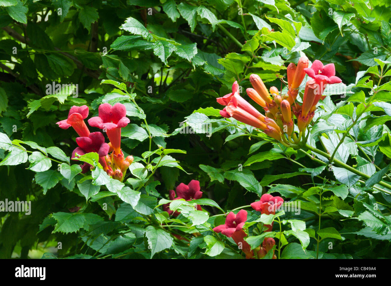 Campsis Radicans 'Flamenco' Stockfoto