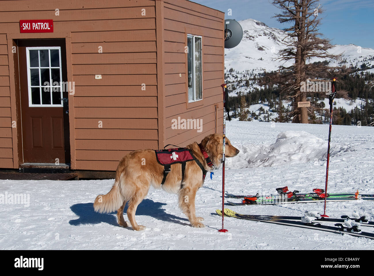 Ski Patrol Hund Kirkwood Ski Resort Kalifornien USA Stockfoto