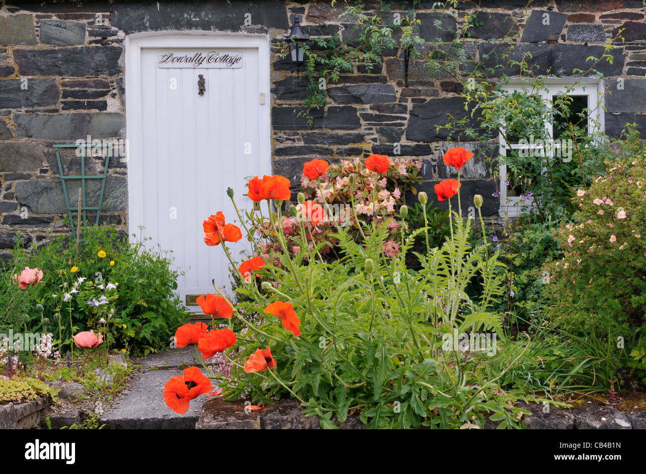 Mohn und weiße Tür in lokalen Steinhütte, Pitlochry, Schottland Stockfoto