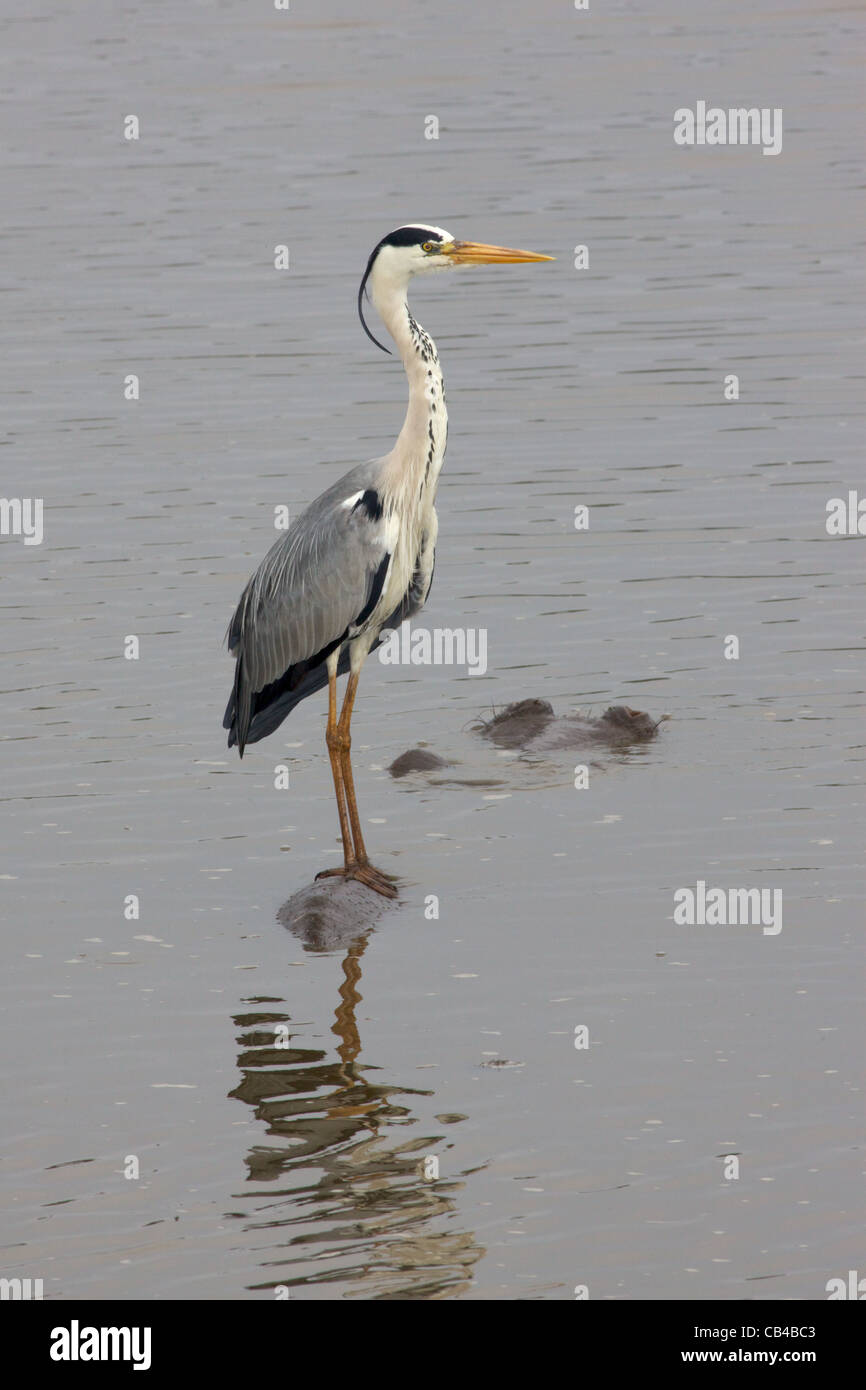 Ein Graureiher thront auf der Rückseite ein Nilpferd im Kruger National Park, Südafrika. Stockfoto