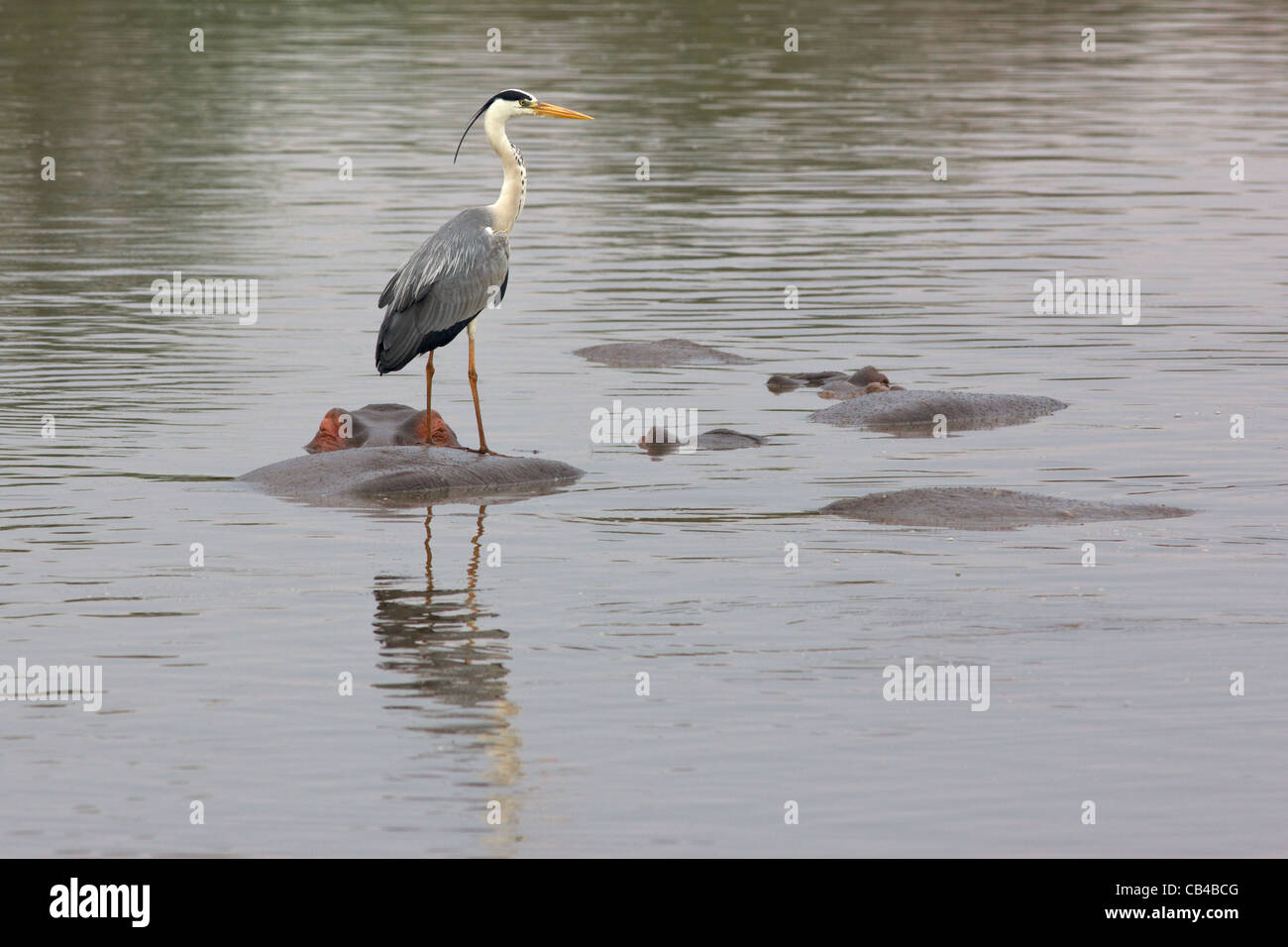 Ein Graureiher thront auf der Rückseite ein Nilpferd im Krüger National Park. Stockfoto