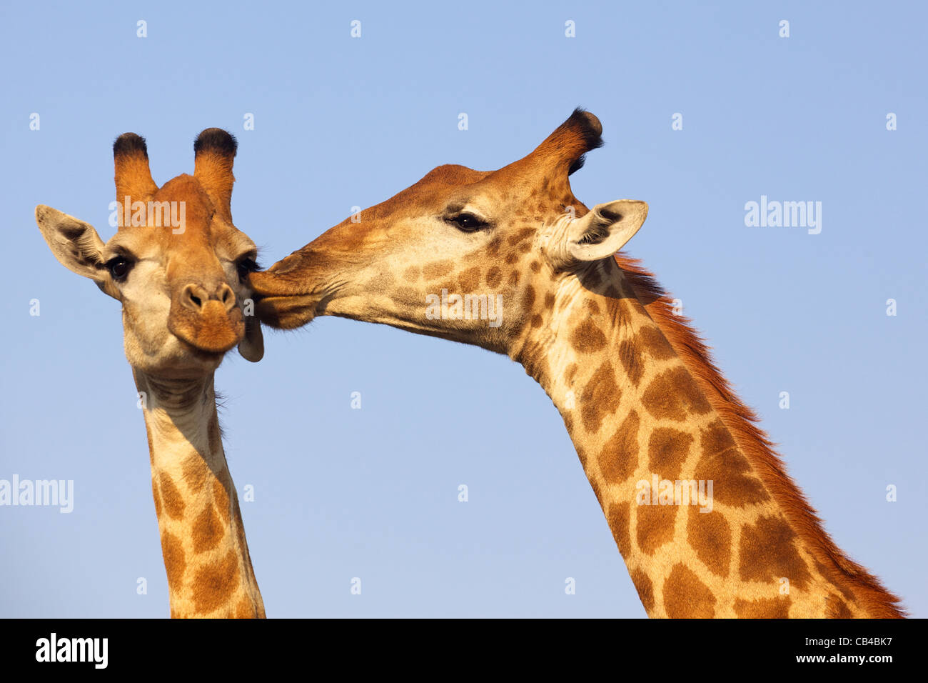 Giraffe paar Verklebung im Kruger National Park, Südafrika. Stockfoto