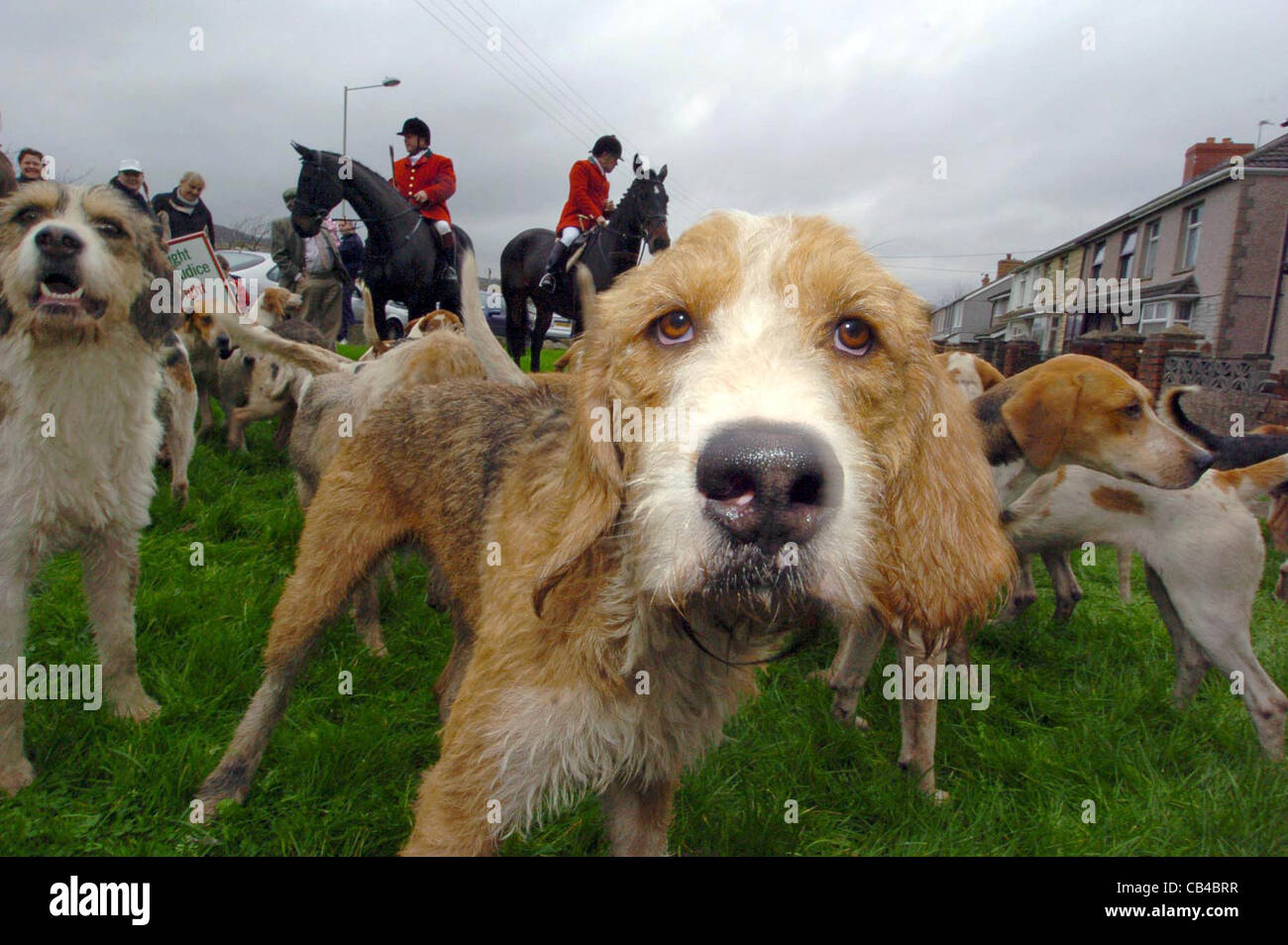 Fuchsjagd treffen in der Nähe von Bridgend, South Wales kurz vor dem Verbot. Stockfoto