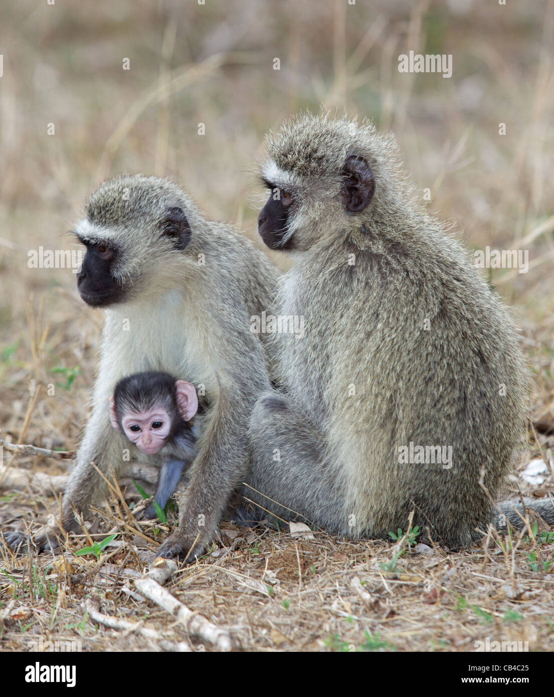 (Grün) Vervet Affen (grüne Aethiops) mit einem Baby im Krüger National Park. Stockfoto