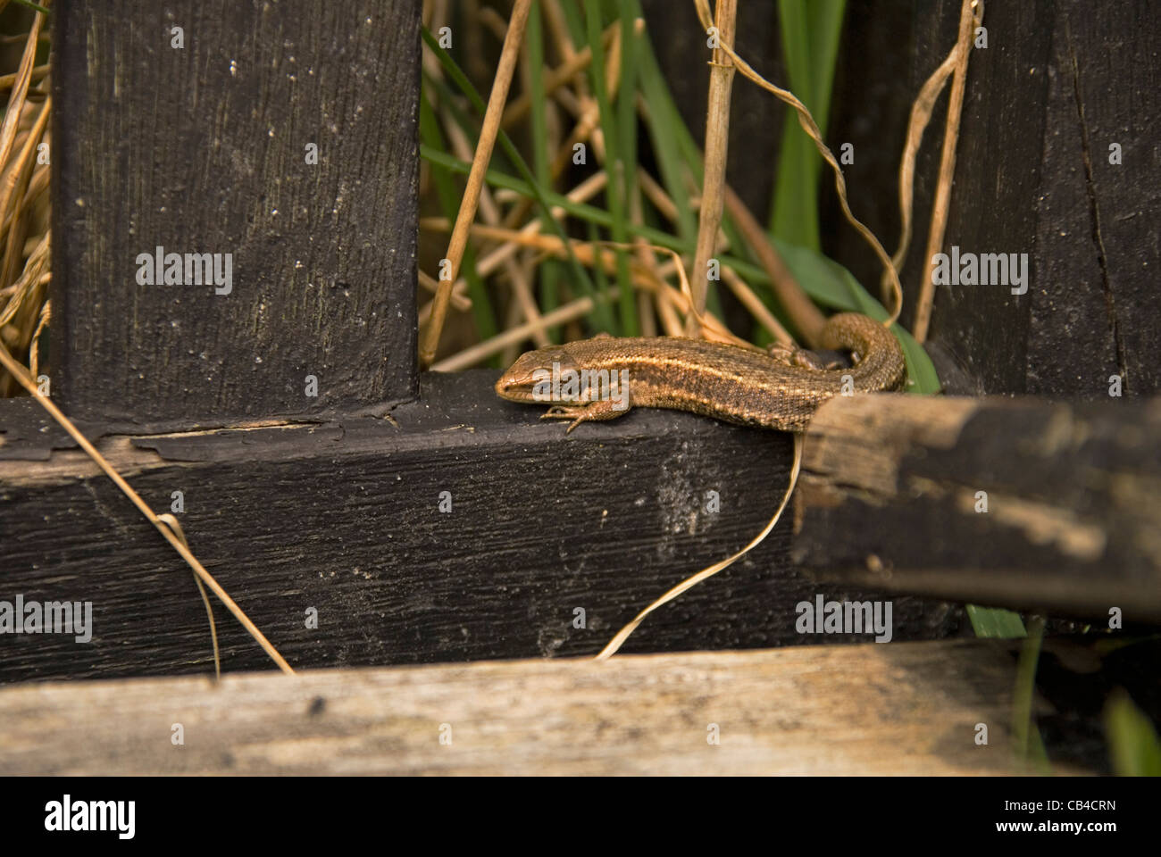Gemeinsame Eidechse weiblich (Zootoca Vivipara) auf ein Naturschutzgebiet in der Essex-Landschaft Stockfoto