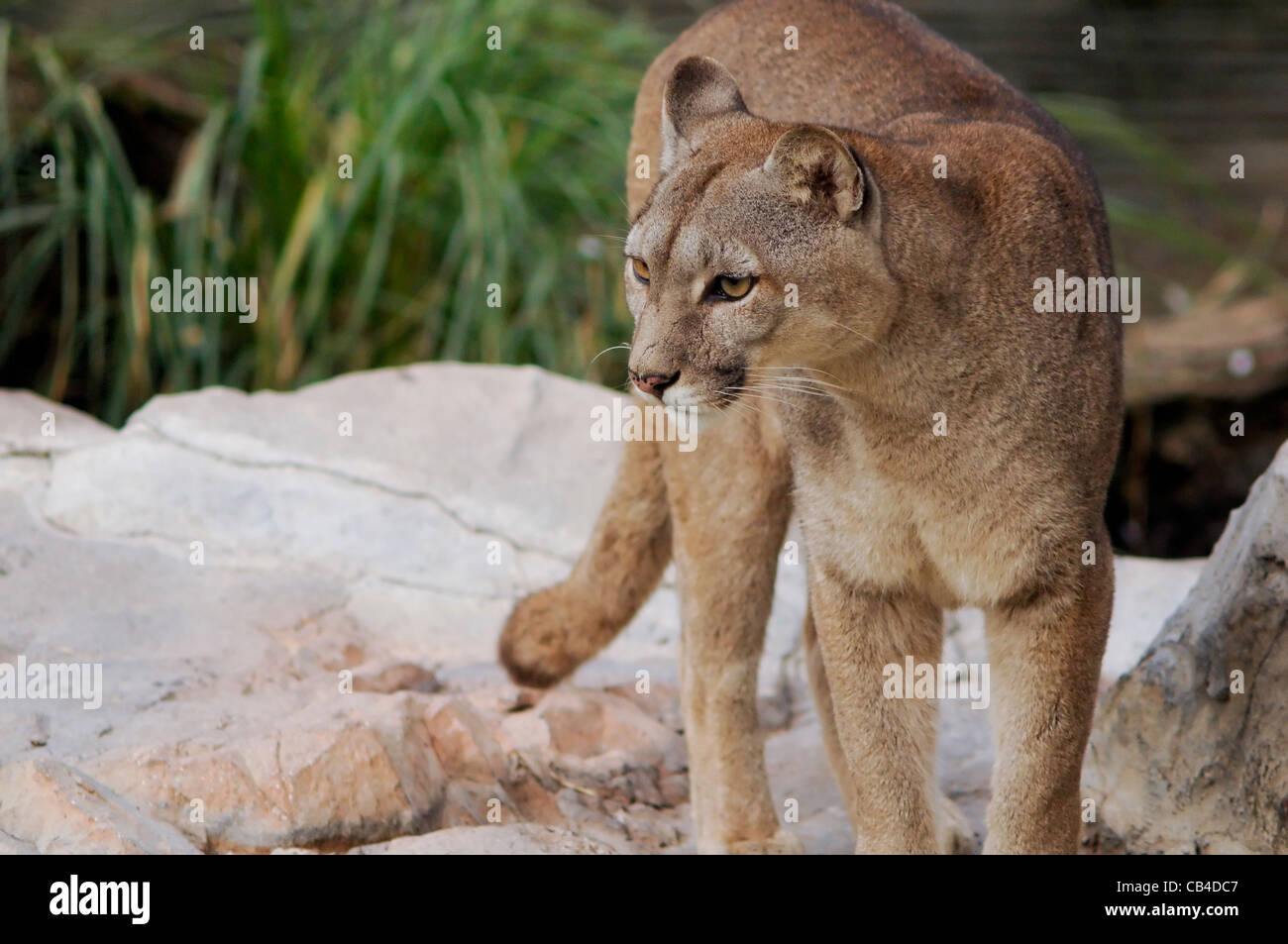 Südamerikanischer PUMA (Puma Concolor) Stockfoto