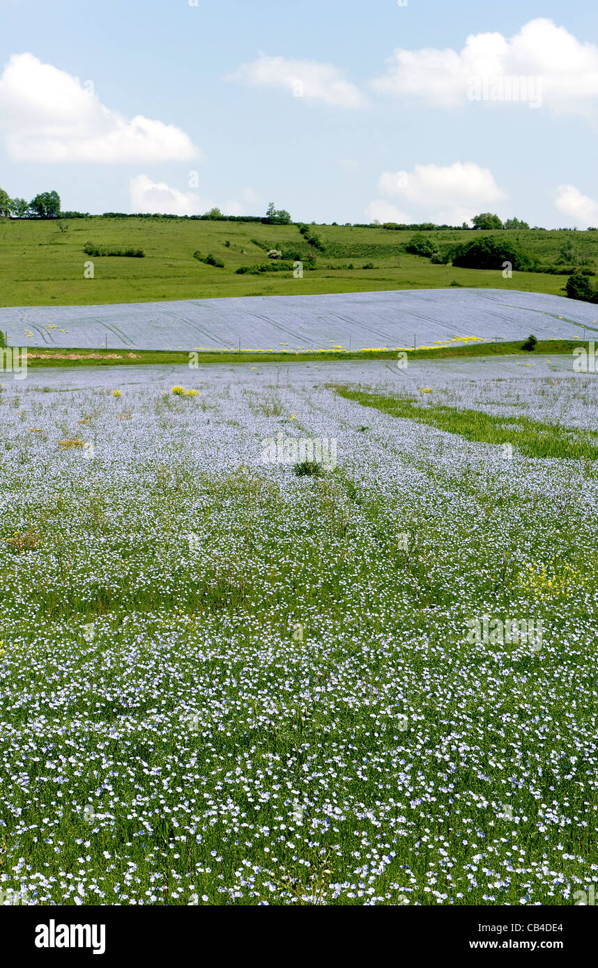 Flachs oder Lein Feld in der Blüte an den Ausläufern der Pyrenäen in Ile-de-France in der nähe von Mirepoix, Frankreich Stockfoto