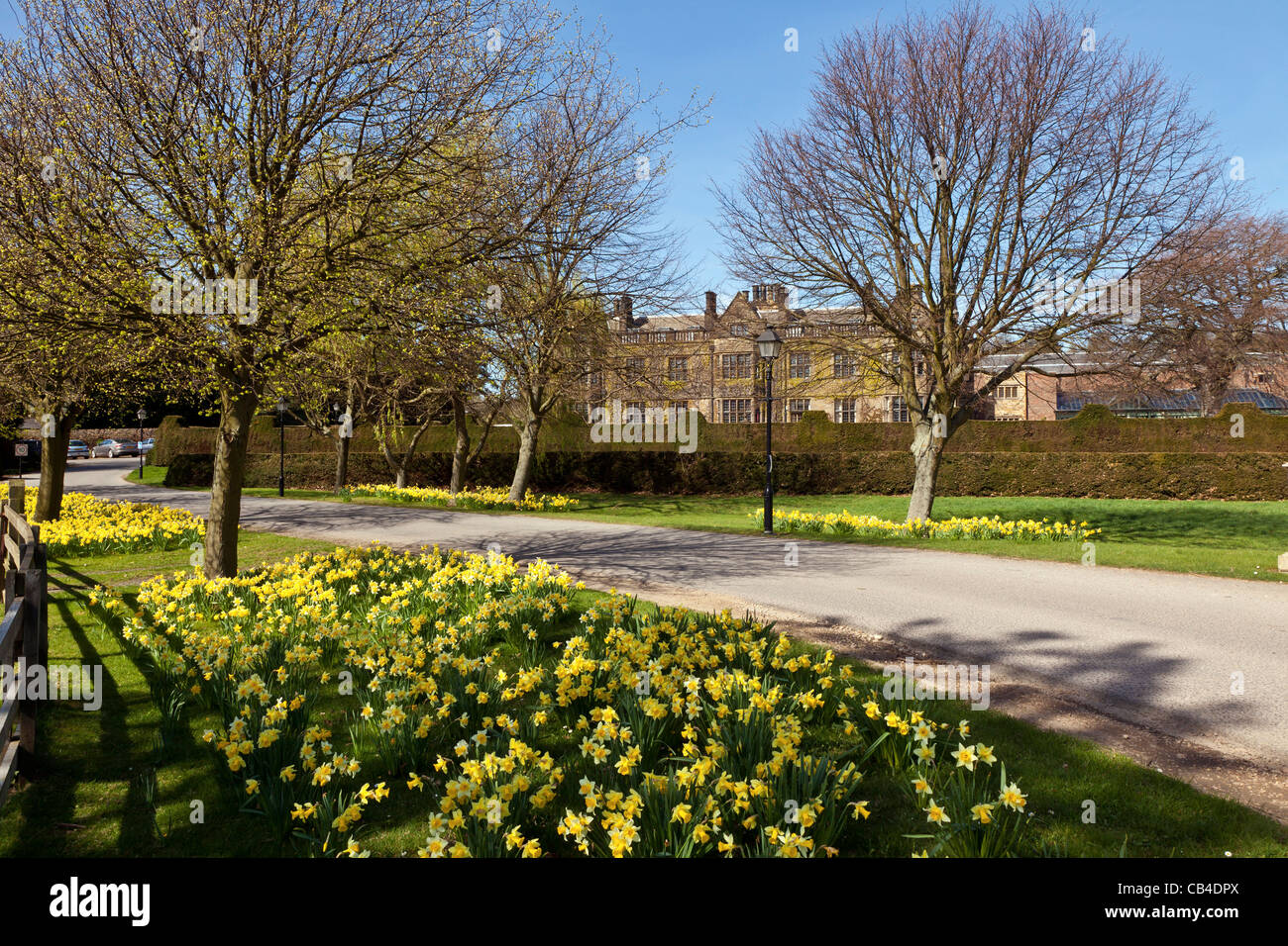 Frühling Sonne und Narzissen, Gisborough Hall, Kolonialwarenhändler, Cleveland Stockfoto