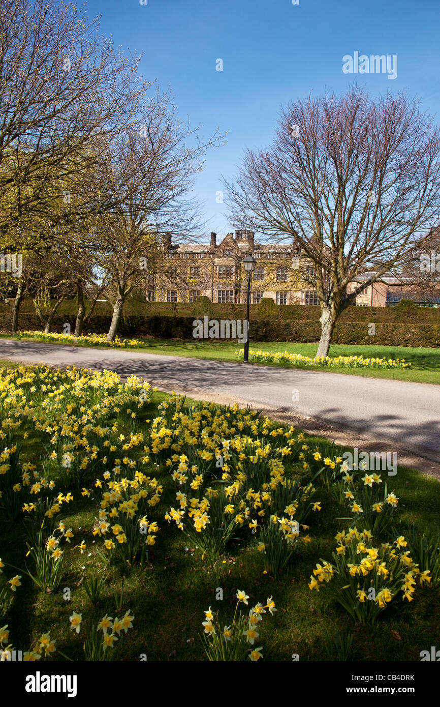 Frühling Sonne und Narzissen, Gisborough Hall, Kolonialwarenhändler, Cleveland Stockfoto