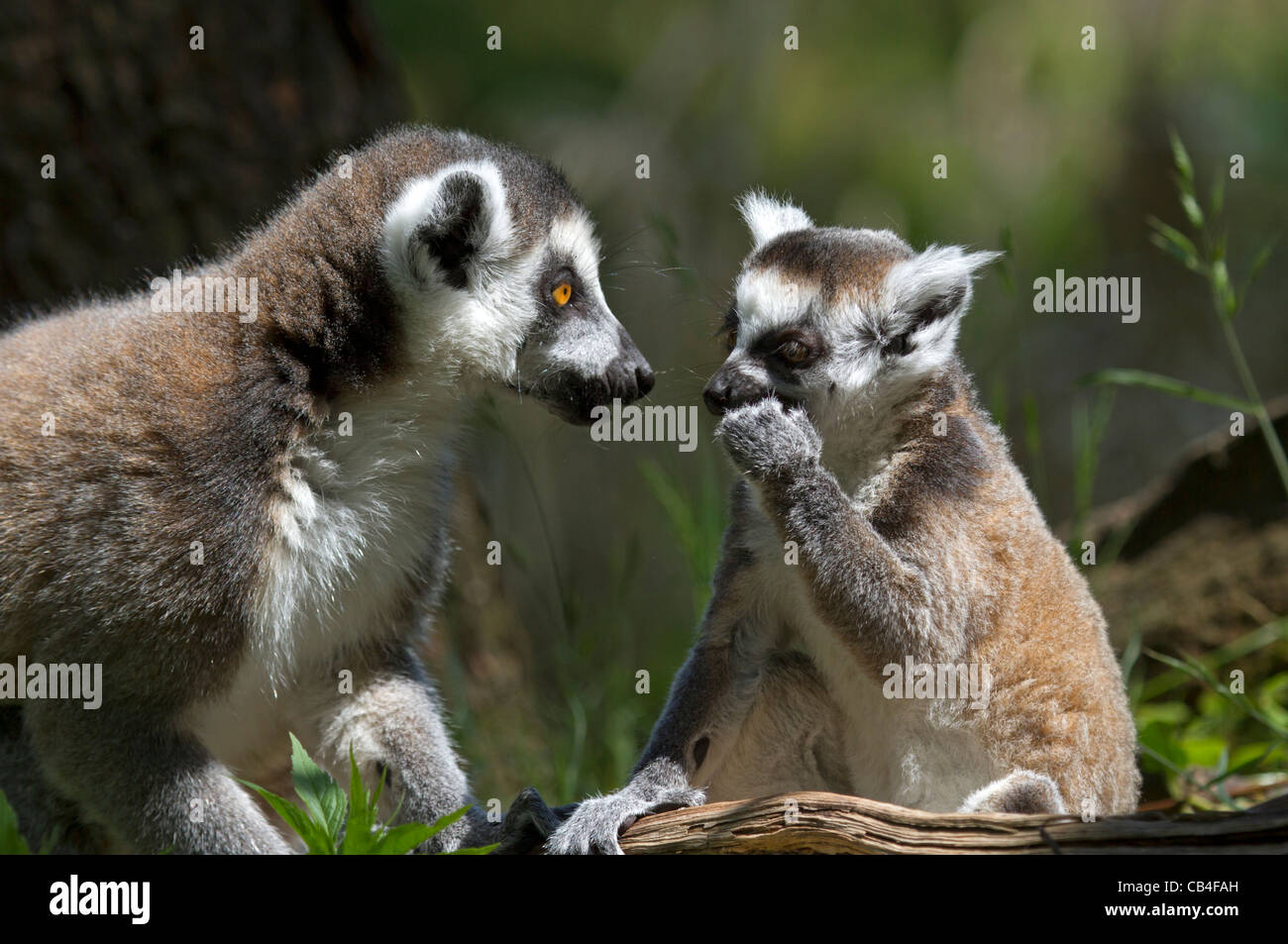 Ring tailed Lemur mit Jungtier (Lemur Catta) Stockfoto
