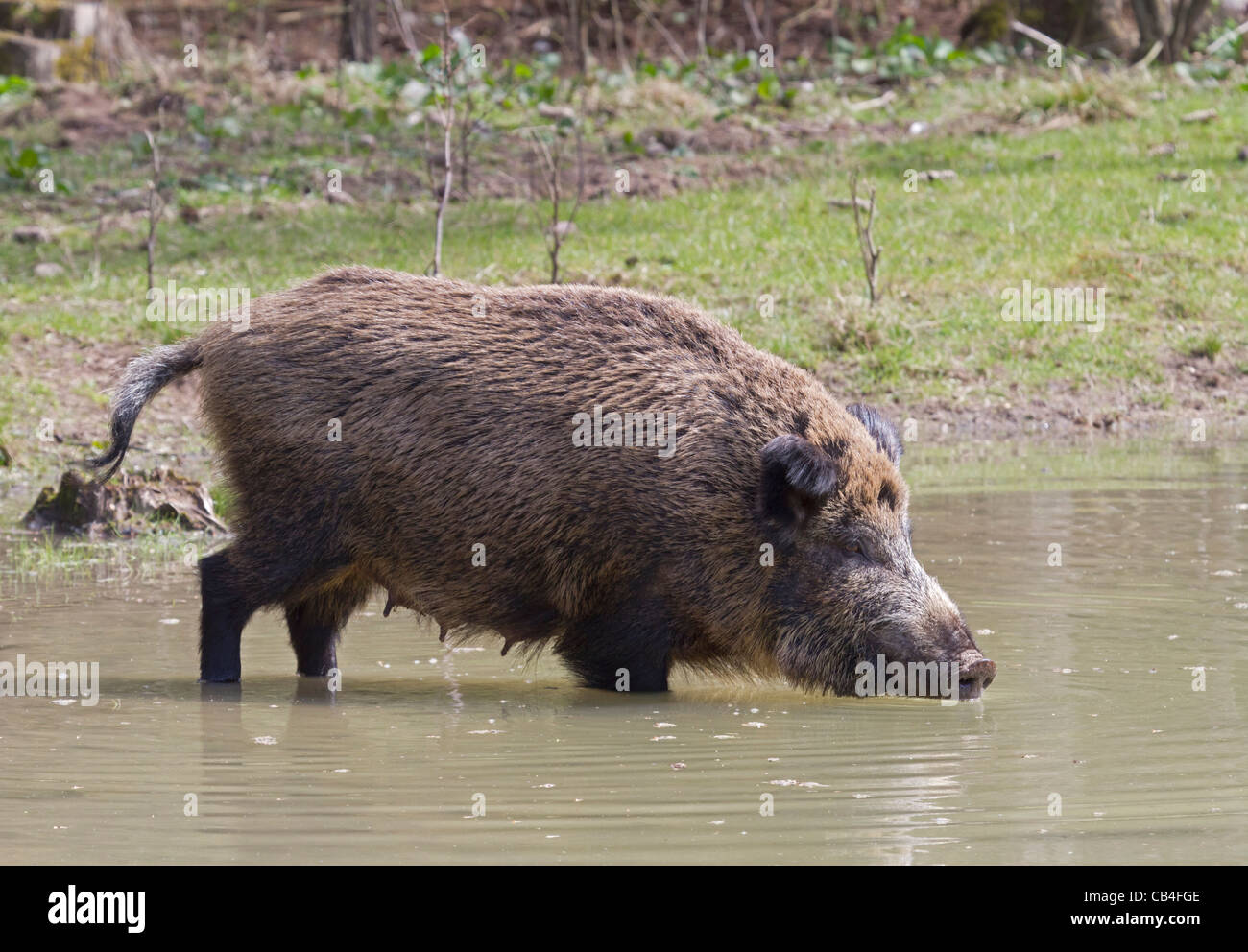 Wildschwein (Sus Scrofa) Stockfoto